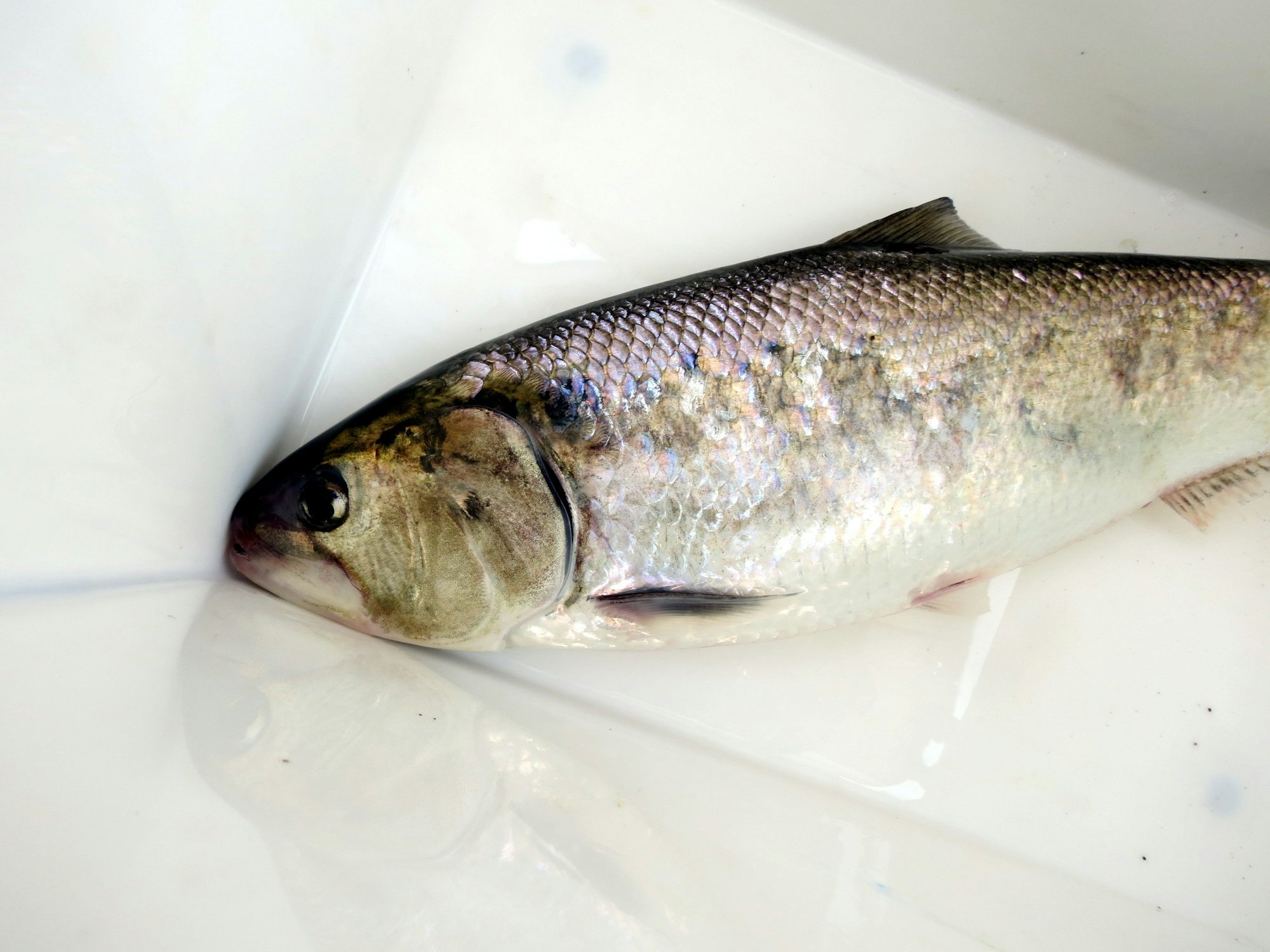 Wurde jetzt in der Sieg entdeckt – der Maifisch. Hier ein Foto (2014) von einem toten Maifisch.