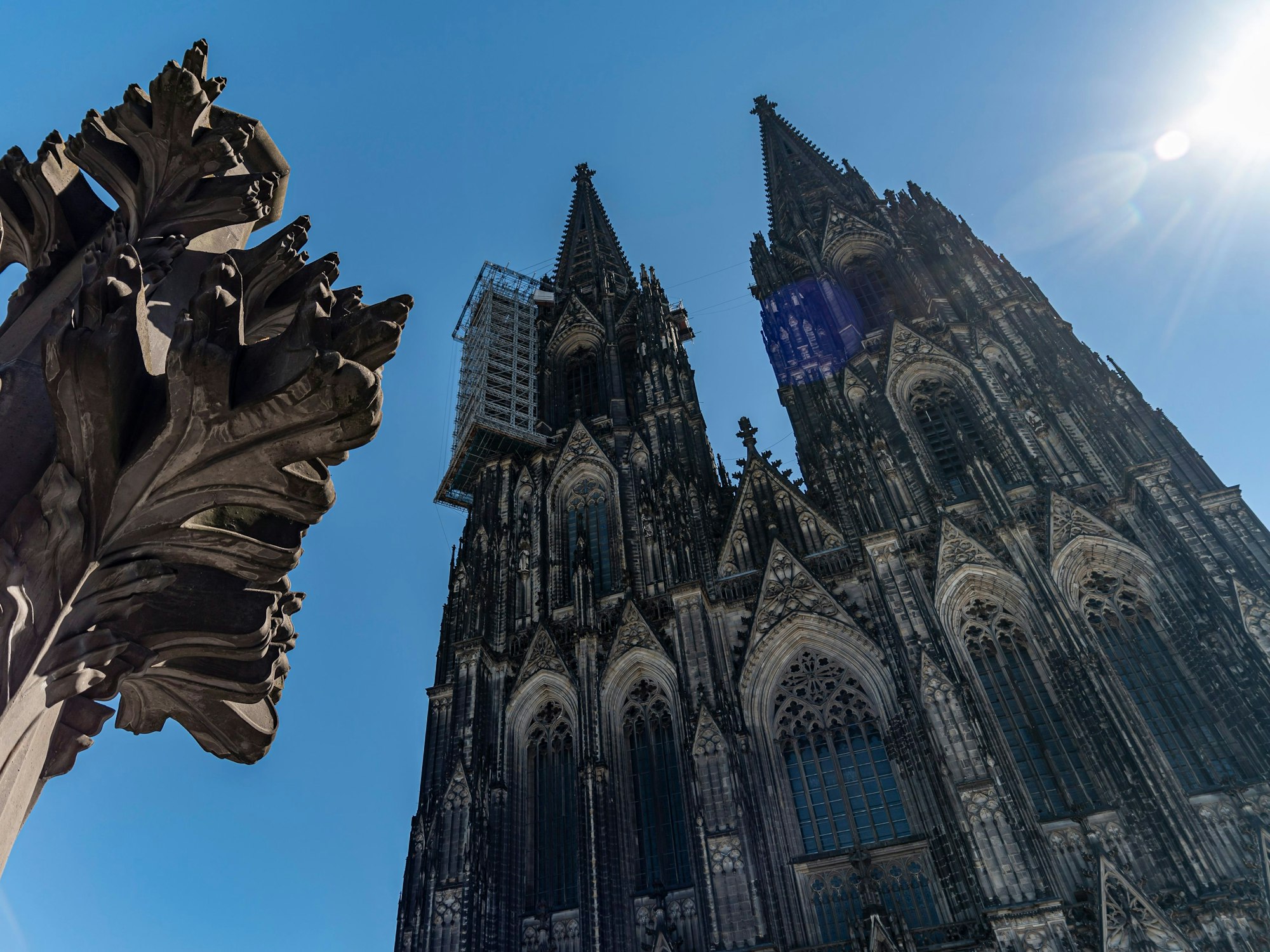 Eine Kreuzblume auf der Domplatte und der Kölner Dom am 31. Juli 2020 bei Sonnenschein.