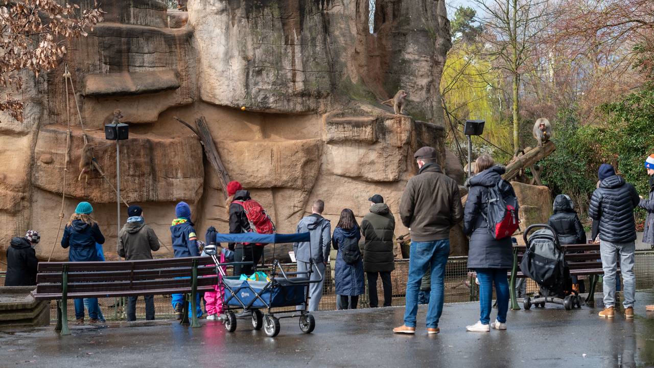 Viele Menschen stehen im Kölner Zoo vor einem Tiergehege.