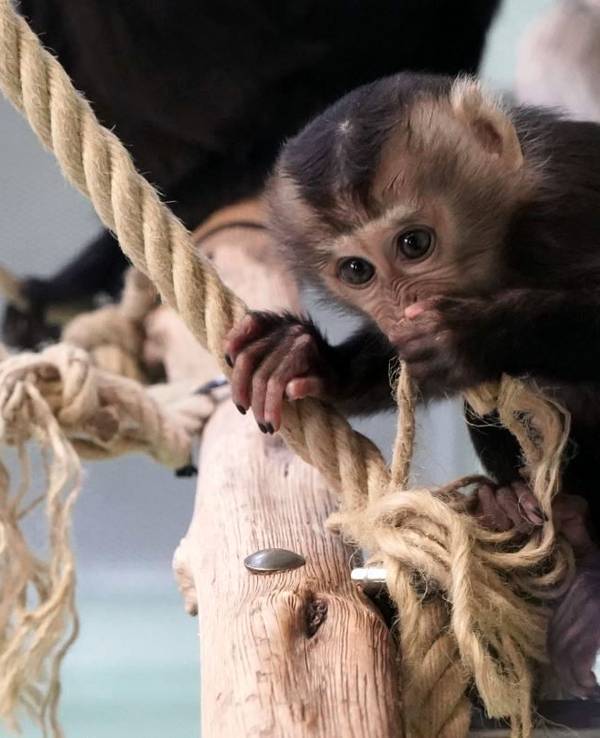 Ein kleines Bartaffen-Jungtier sitzt auf einem Ast im Kölner Zoo.