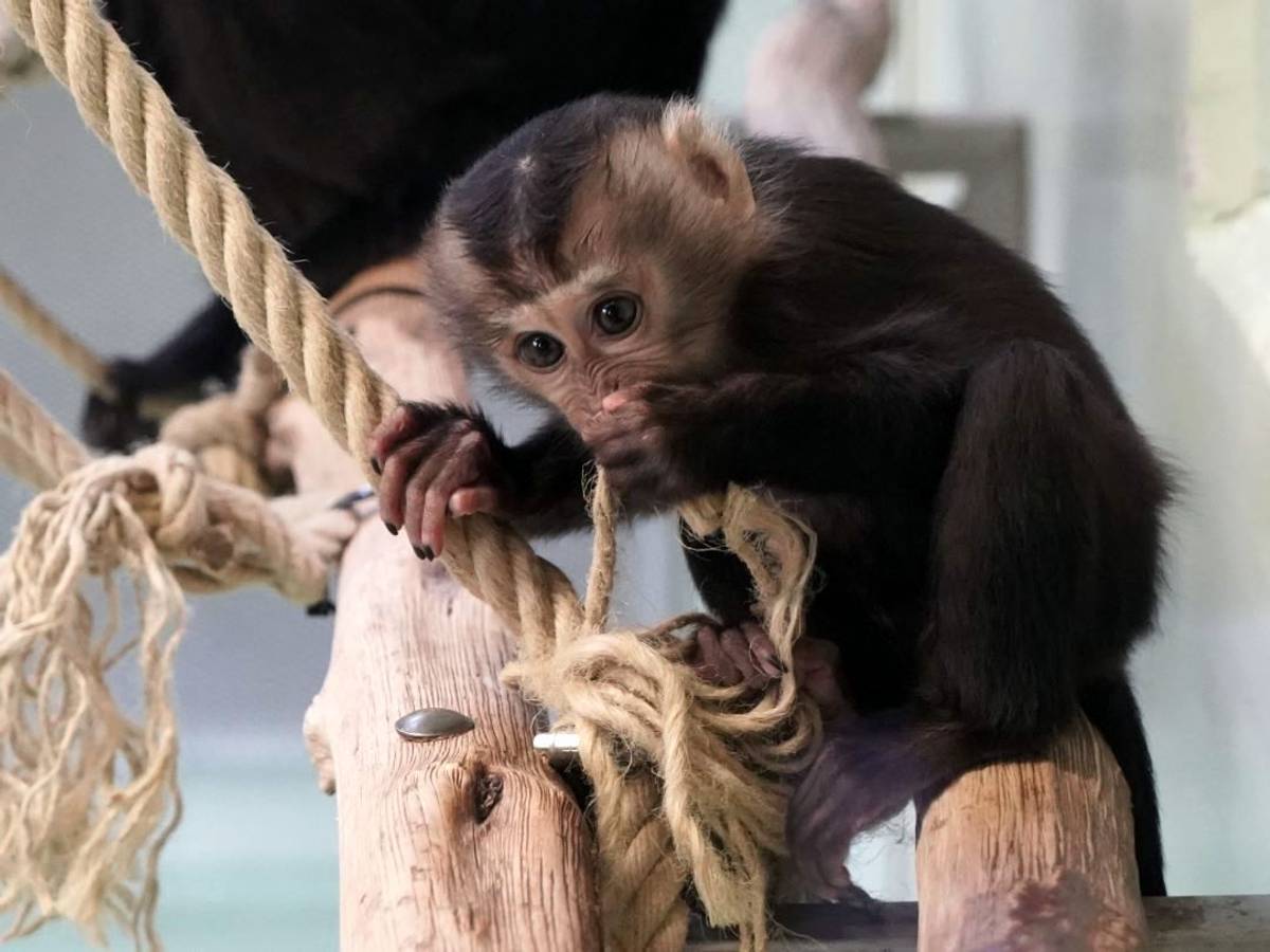 Ein kleines Bartaffen-Jungtier sitzt auf einem Ast im Kölner Zoo.