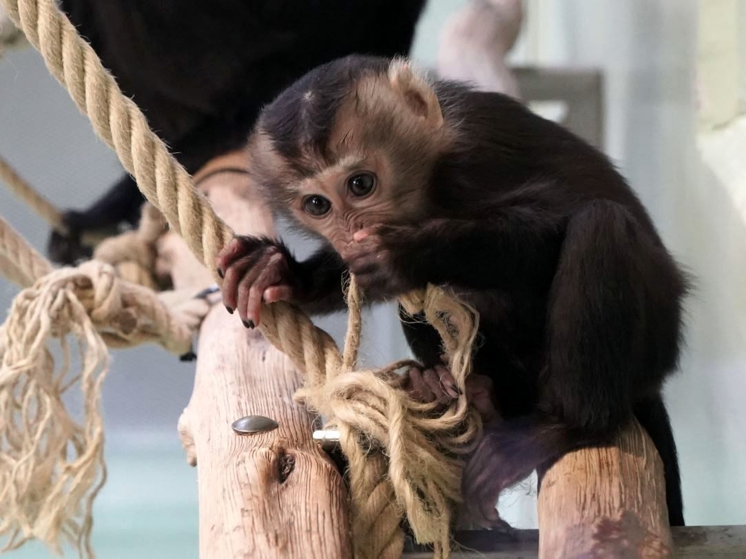 Ein kleines Bartaffen-Jungtier sitzt auf einem Ast im Kölner Zoo.