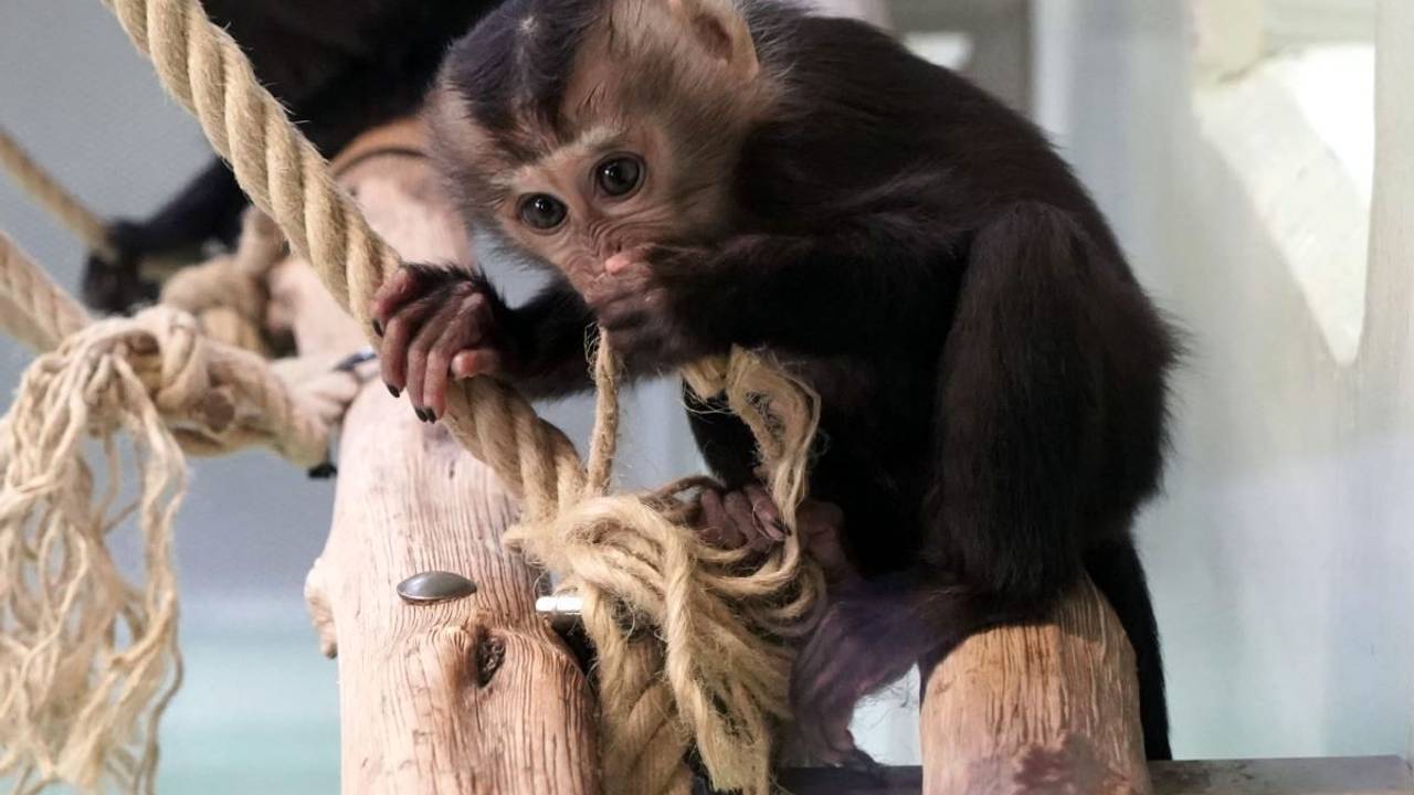 Ein kleines Bartaffen-Jungtier sitzt auf einem Ast im Kölner Zoo.