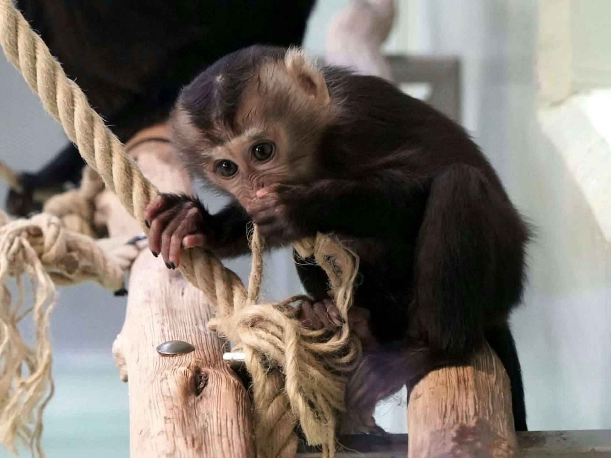 Ein kleines Bartaffen-Jungtier sitzt auf einem Ast im Kölner Zoo.