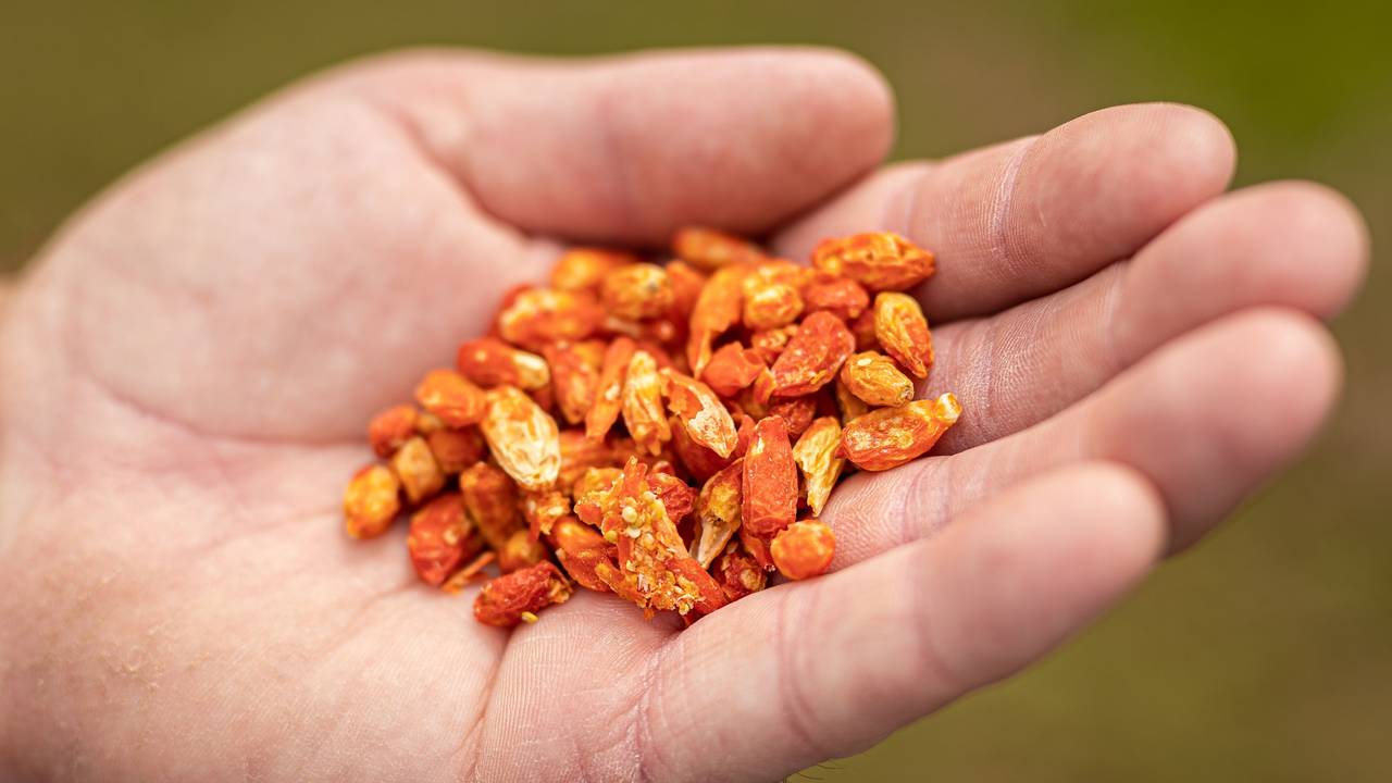 Ein niederländischer Großhändler ruft Aprikosenkerne zurück, sie könnten Vergiftungen hervorrufen. Unser Symbolbild zeigt verschiedene gefriergetrocknete Naschereien in einer Hand.