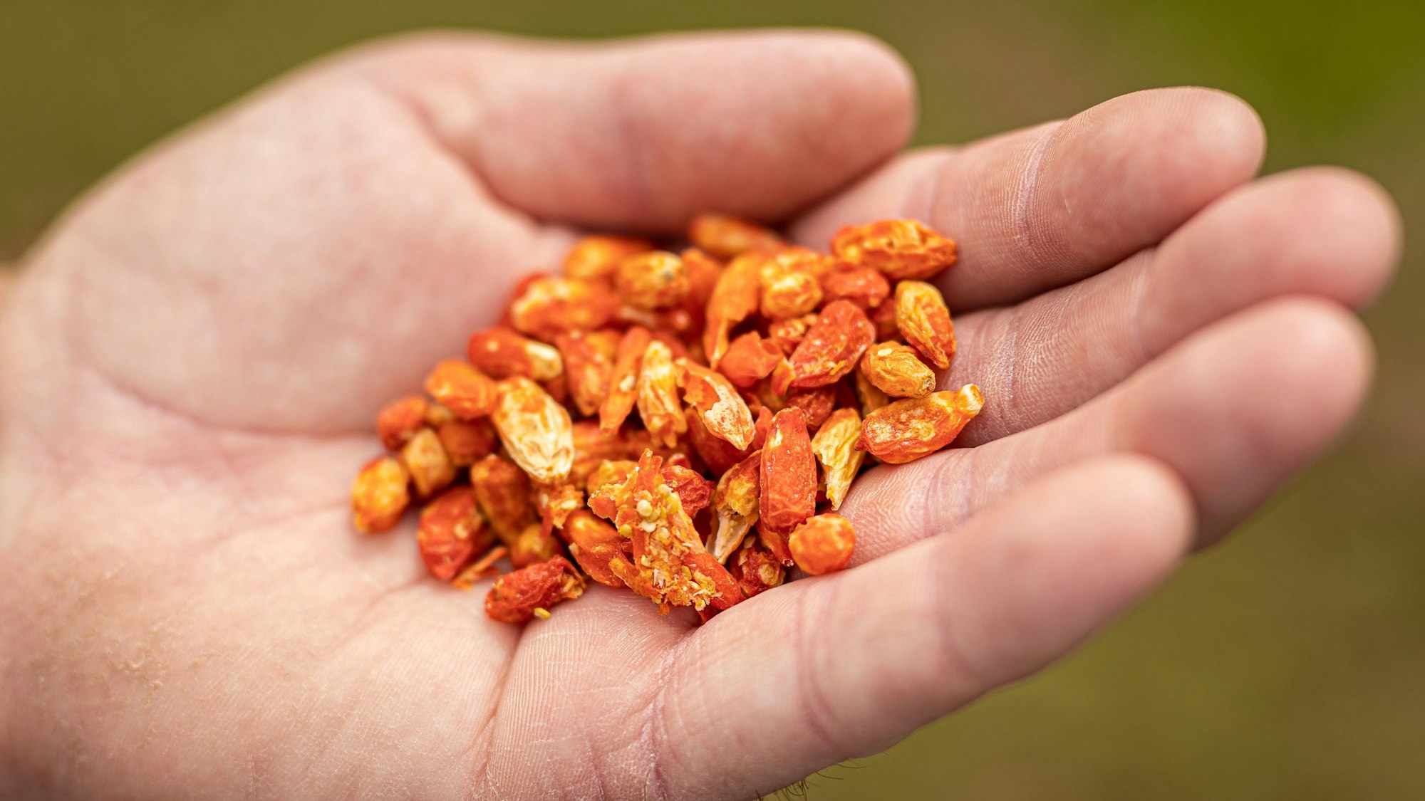 Ein niederländischer Großhändler ruft Aprikosenkerne zurück, sie könnten Vergiftungen hervorrufen. Unser Symbolbild zeigt verschiedene gefriergetrocknete Naschereien in einer Hand.