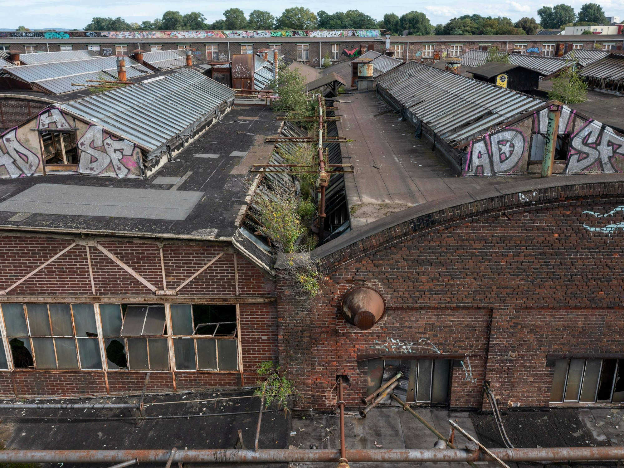 Bäume und andere Pflanzen besiedeln die Industriebrache und die Ruinen des ehemaligen KHD-Geländes.