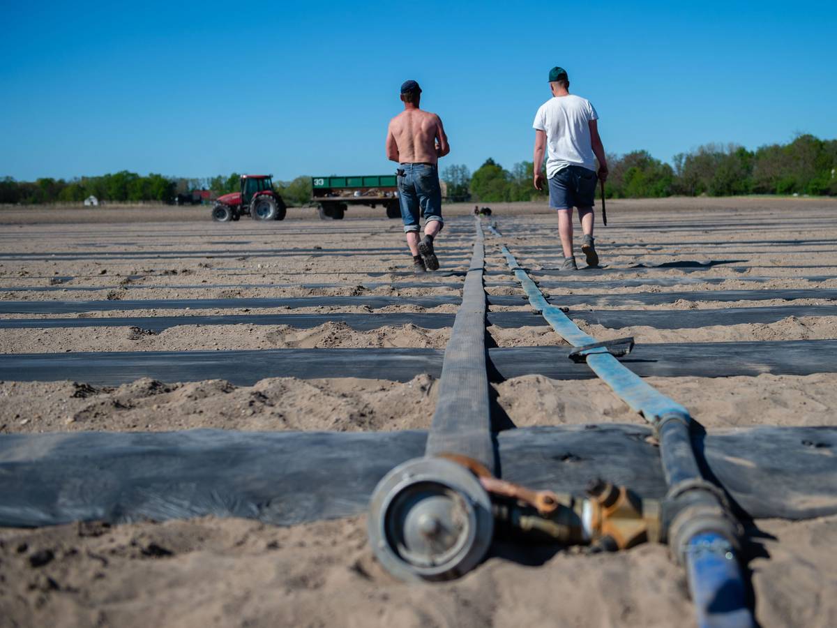 25.04.2019, Brandenburg, Kasel-Golzig: Zwei Männer laufen auf einem trockenen Zucchinifeld einem Wasserschlauch entlang. Wegen der Trockenheit zeichnen sich Probleme ab. Bauern in Brandenburg sorgen sich bereits um ihre Ernte.