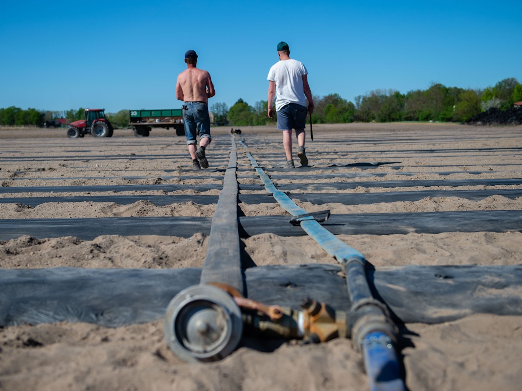 25.04.2019, Brandenburg, Kasel-Golzig: Zwei Männer laufen auf einem trockenen Zucchinifeld einem Wasserschlauch entlang. Wegen der Trockenheit zeichnen sich Probleme ab. Bauern in Brandenburg sorgen sich bereits um ihre Ernte.