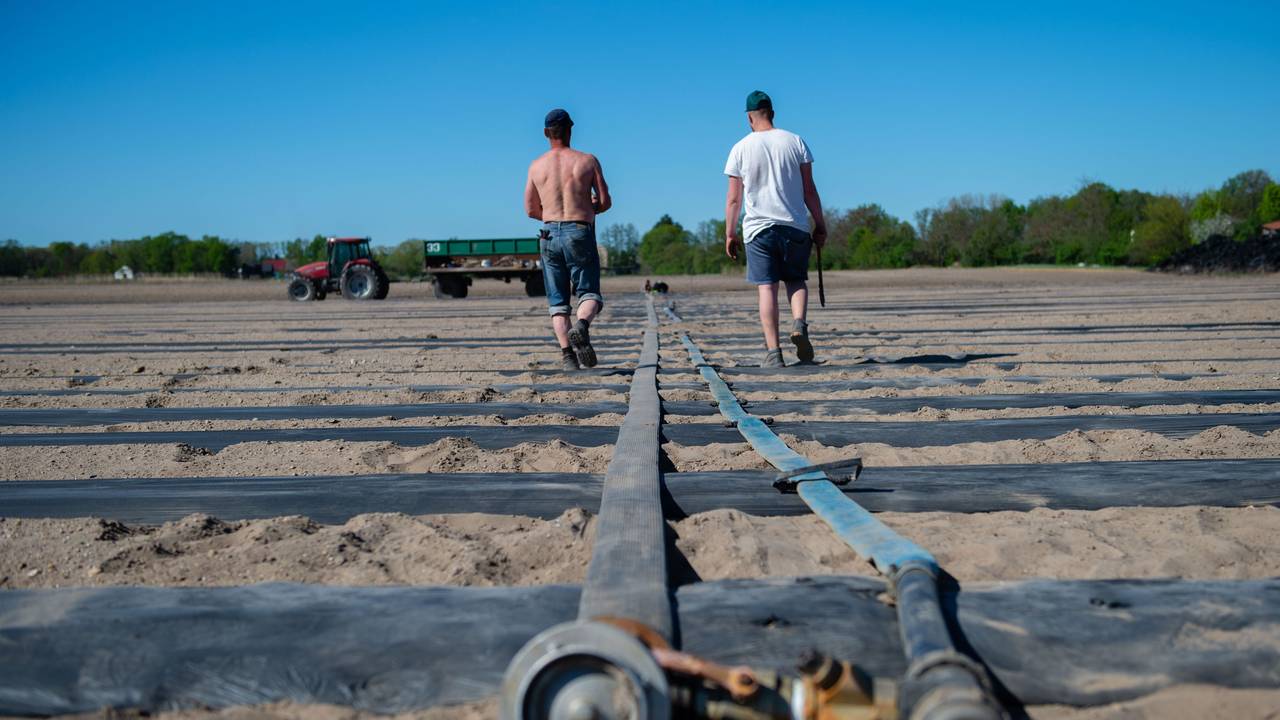25.04.2019, Brandenburg, Kasel-Golzig: Zwei Männer laufen auf einem trockenen Zucchinifeld einem Wasserschlauch entlang. Wegen der Trockenheit zeichnen sich Probleme ab. Bauern in Brandenburg sorgen sich bereits um ihre Ernte.