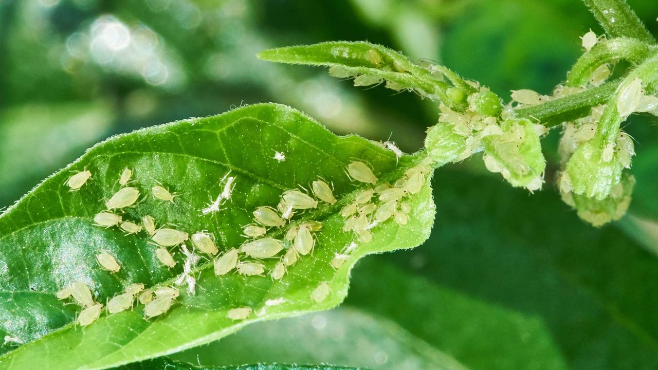 Blattläuse lassen sich mit einfachen Hausmitteln effektiv bekämpfen.