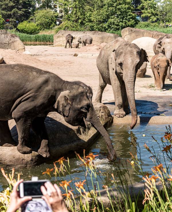 Mehrere Elefanten spielen mit Wasser im Gehege im Kölner Zoo.
