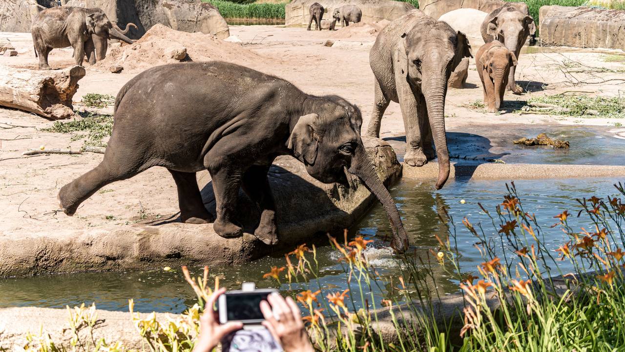 Mehrere Elefanten spielen mit Wasser im Gehege im Kölner Zoo.