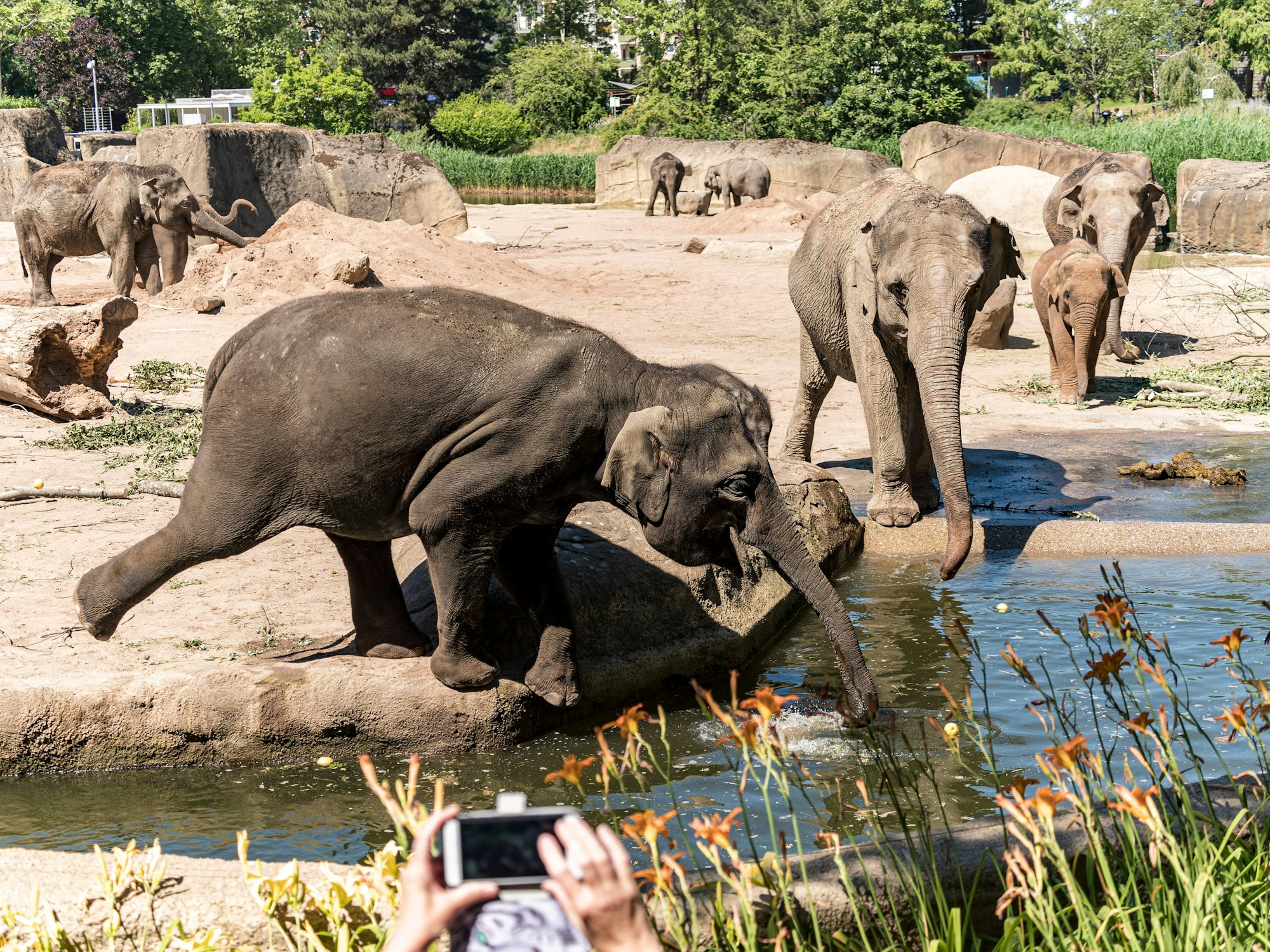 Mehrere Elefanten spielen mit Wasser im Gehege im Kölner Zoo.