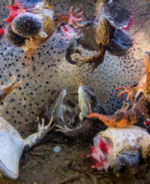 Das für ein schauriges Schauspiel: Der ungarische Fotograf Bence Máté entdeckte in Rumänien zufällig eine schreckliche Szene. Für sein faszinierendes Foto gewann er einen Preis der BigPicture Natural World Photography Competition 2022.
