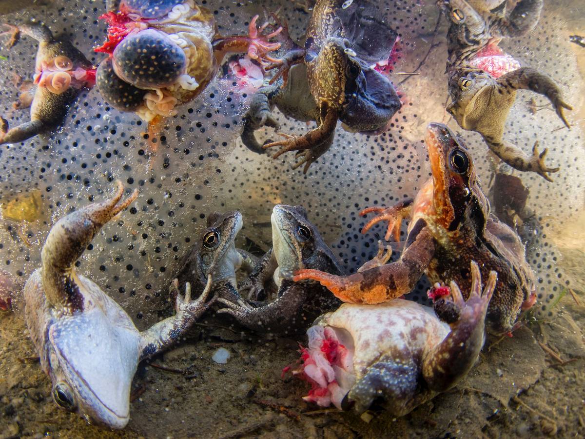 Das für ein schauriges Schauspiel: Der ungarische Fotograf Bence Máté entdeckte in Rumänien zufällig eine schreckliche Szene. Für sein faszinierendes Foto gewann er einen Preis der BigPicture Natural World Photography Competition 2022.