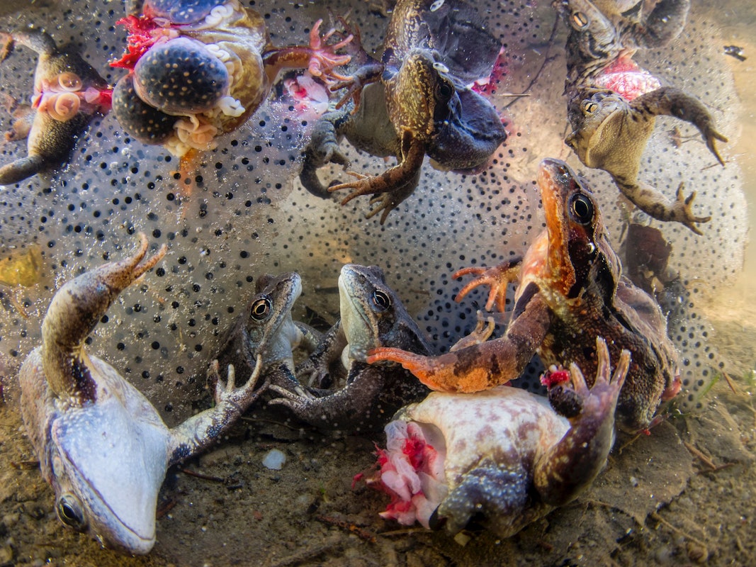 Das für ein schauriges Schauspiel: Der ungarische Fotograf Bence Máté entdeckte in Rumänien zufällig eine schreckliche Szene. Für sein faszinierendes Foto gewann er einen Preis der BigPicture Natural World Photography Competition 2022.