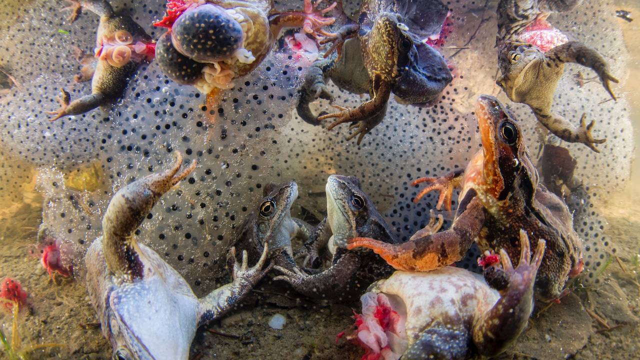Das für ein schauriges Schauspiel: Der ungarische Fotograf Bence Máté entdeckte in Rumänien zufällig eine schreckliche Szene. Für sein faszinierendes Foto gewann er einen Preis der BigPicture Natural World Photography Competition 2022.