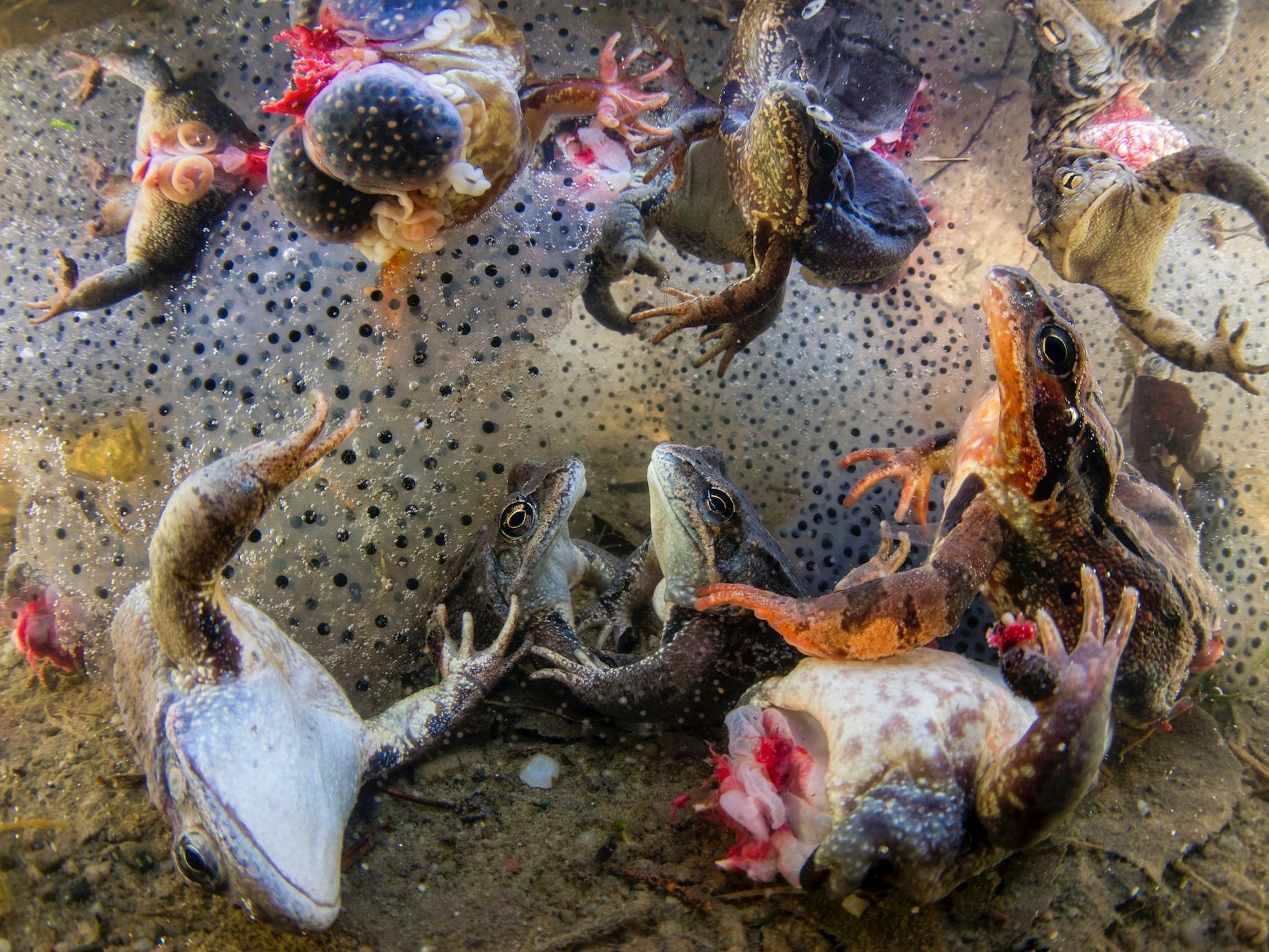 Das für ein schauriges Schauspiel: Der ungarische Fotograf Bence Máté entdeckte in Rumänien zufällig eine schreckliche Szene. Für sein faszinierendes Foto gewann er einen Preis der BigPicture Natural World Photography Competition 2022.