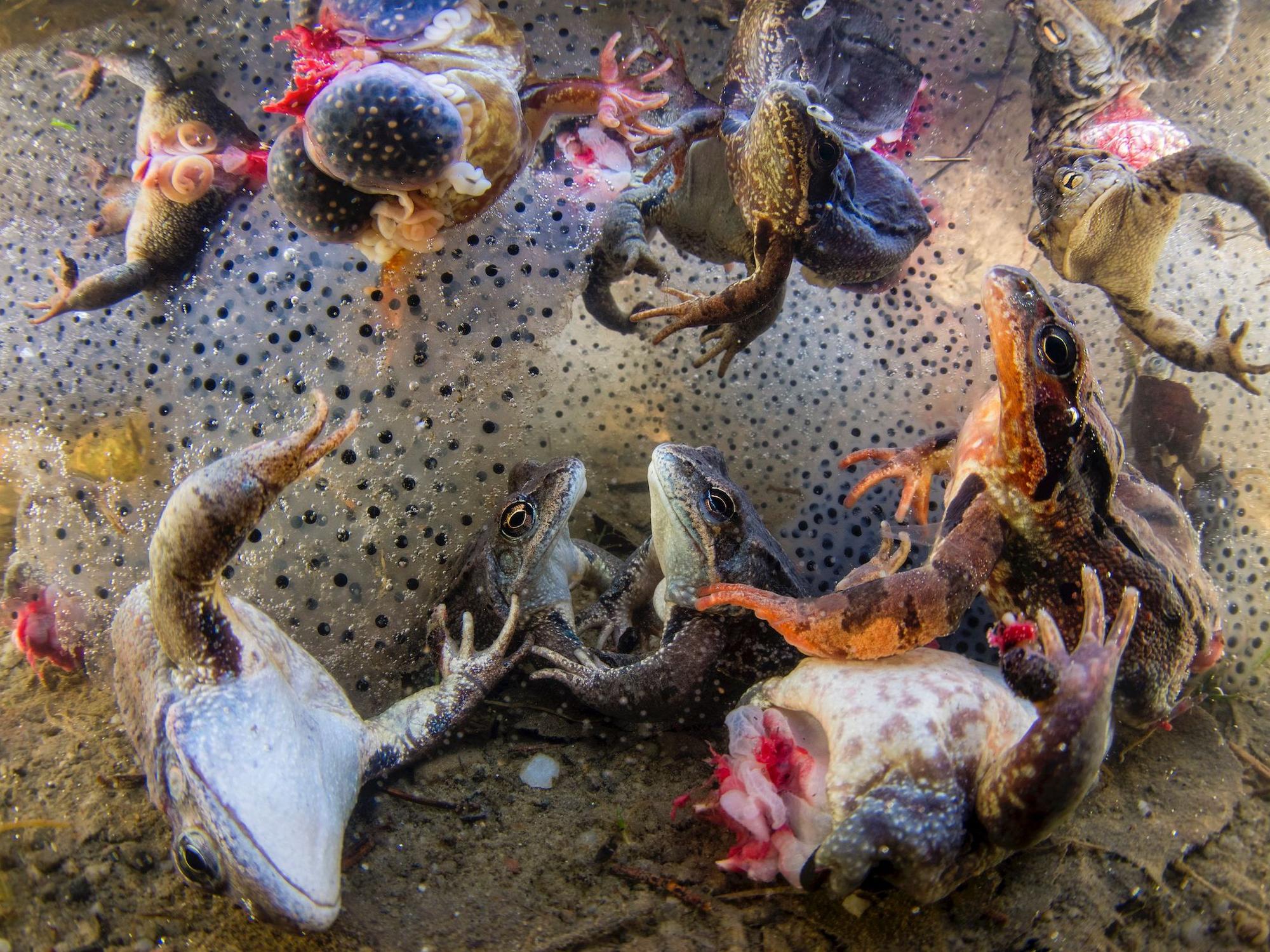 Das für ein schauriges Schauspiel: Der ungarische Fotograf Bence Máté entdeckte in Rumänien zufällig eine schreckliche Szene. Für sein faszinierendes Foto gewann er einen Preis der BigPicture Natural World Photography Competition 2022.