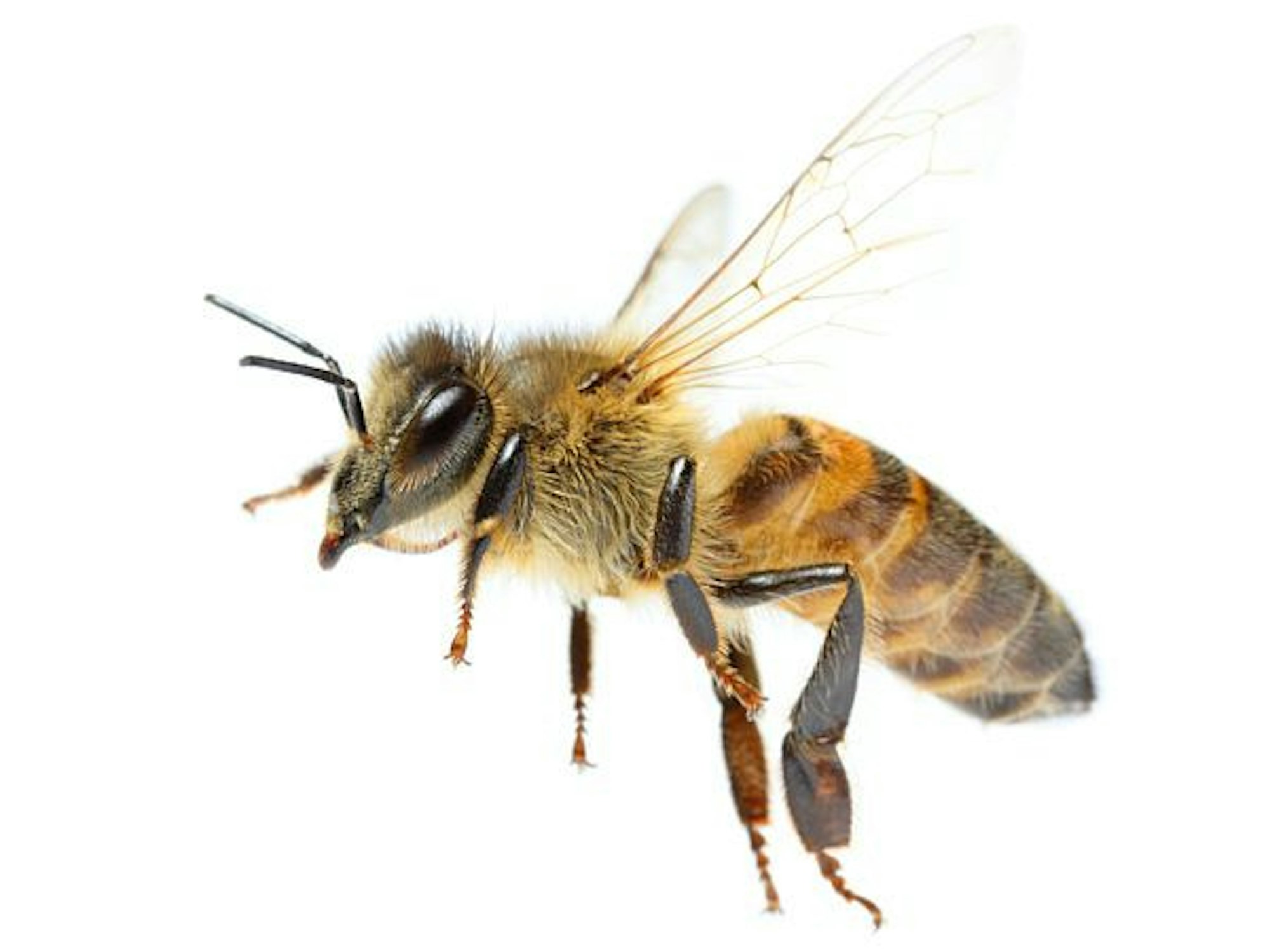 Eine Biene in Nahaufnahme, vor weißem Hintergrund.