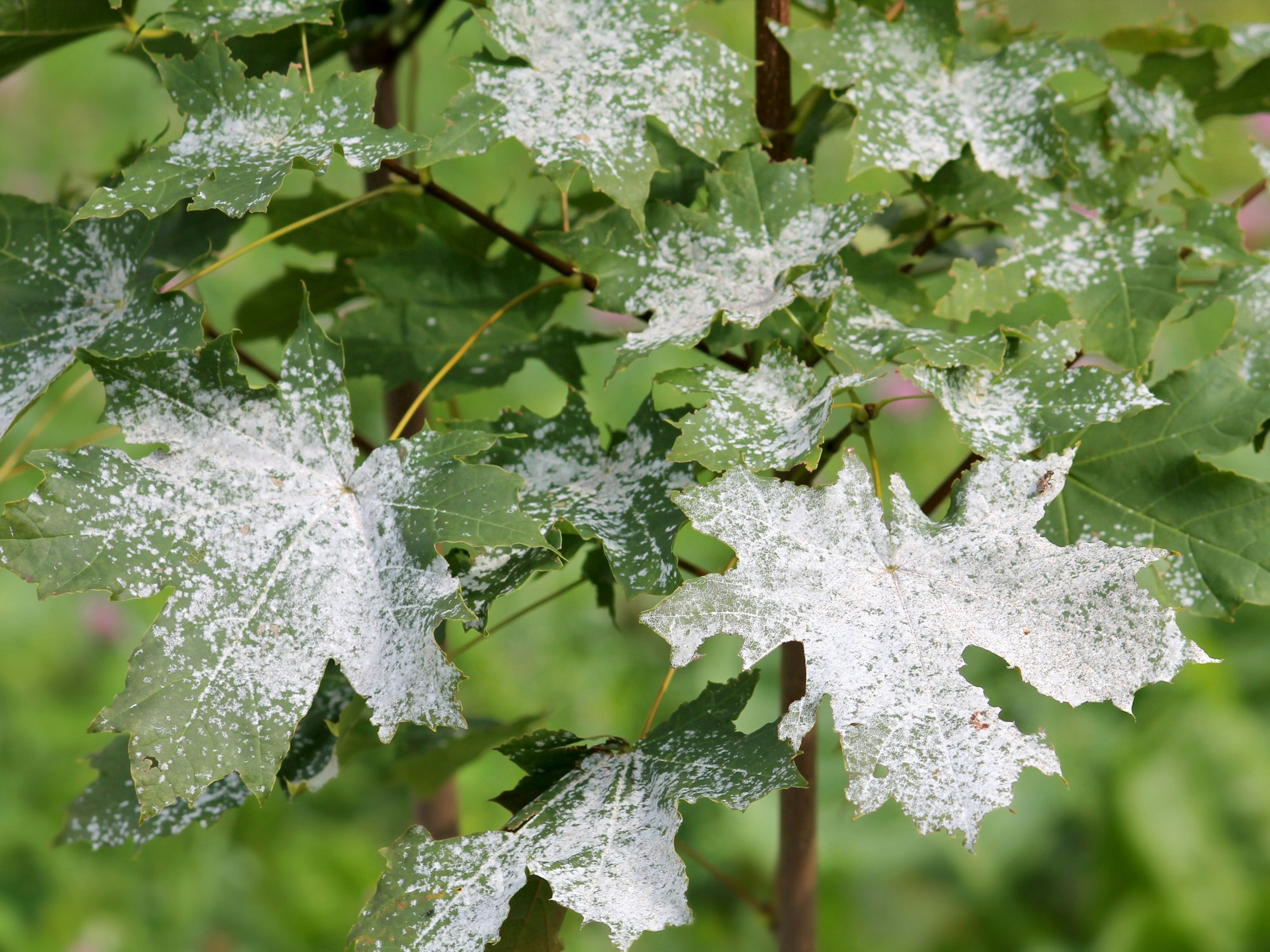 Echter Mehltau ist durch seinen weißen Belag leicht erkennbar.