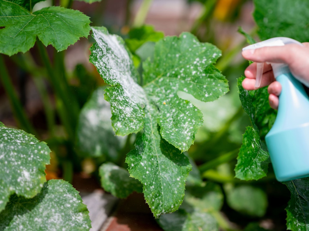 Mehltau lässt sich mit einfachen Hausmitteln schnell bekämpfen.