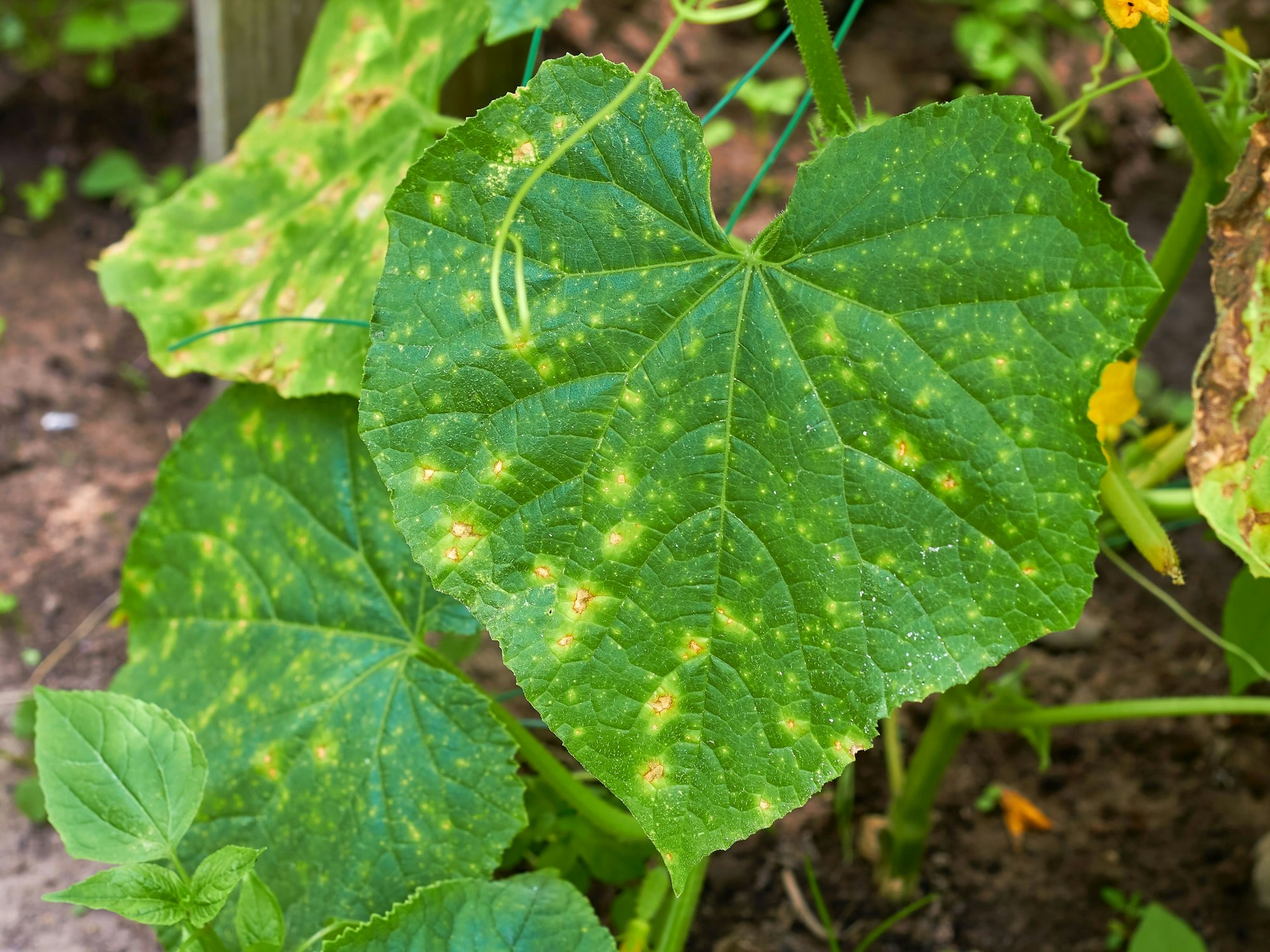 Falscher Mehltau bildet gelbe Flecken, die das Blatt schnell vertrocknen lassen.