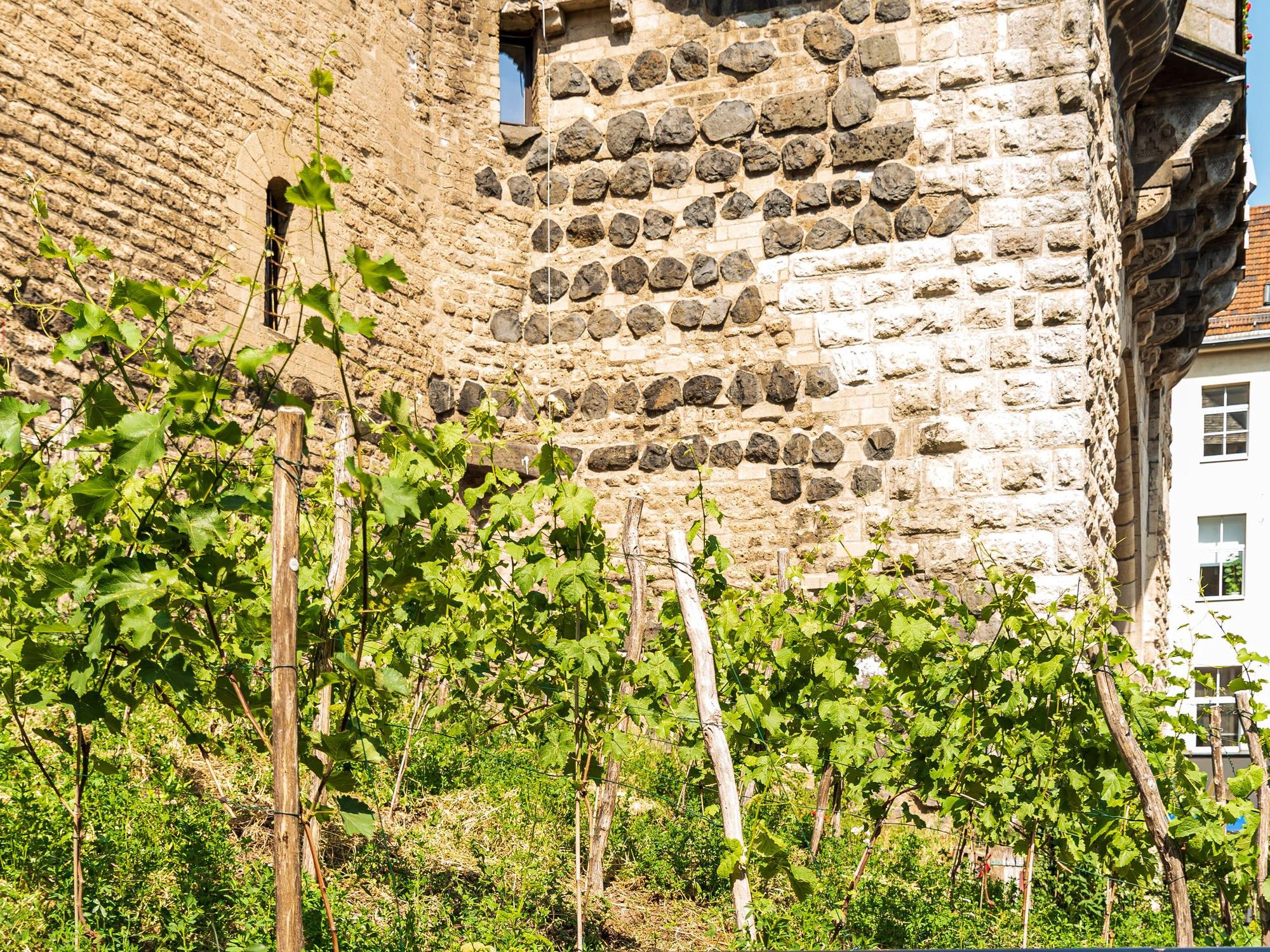 Weinreben vor der Severinstorburg am Kölner Chlodwigplatz.