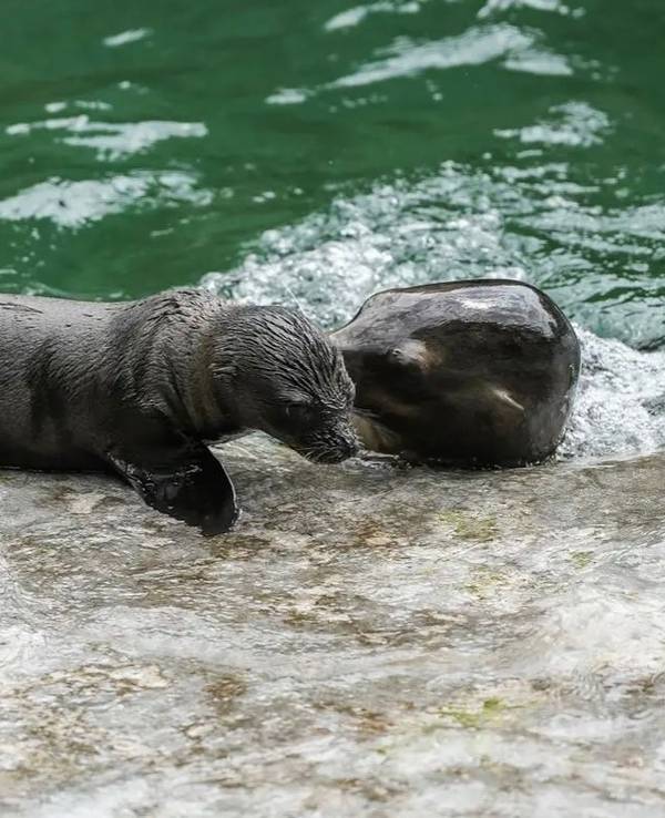 Seelöwenbaby im Gehege des Kölner Zoos