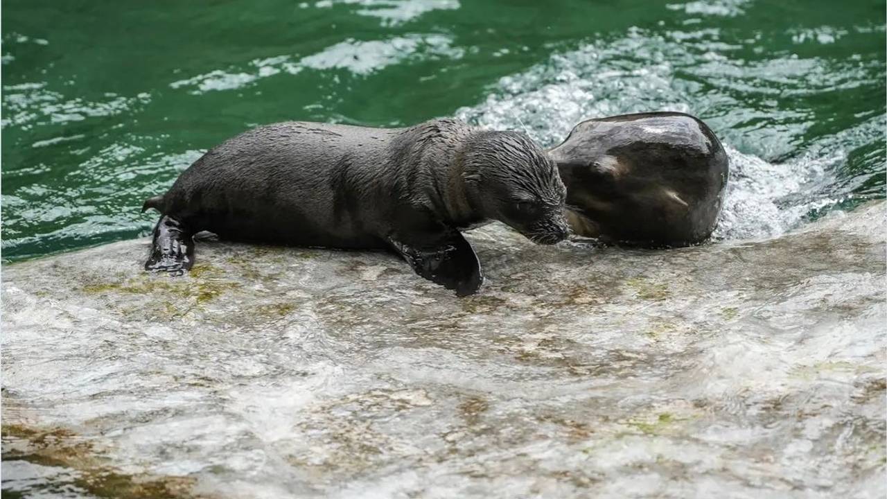 Seelöwenbaby im Gehege des Kölner Zoos