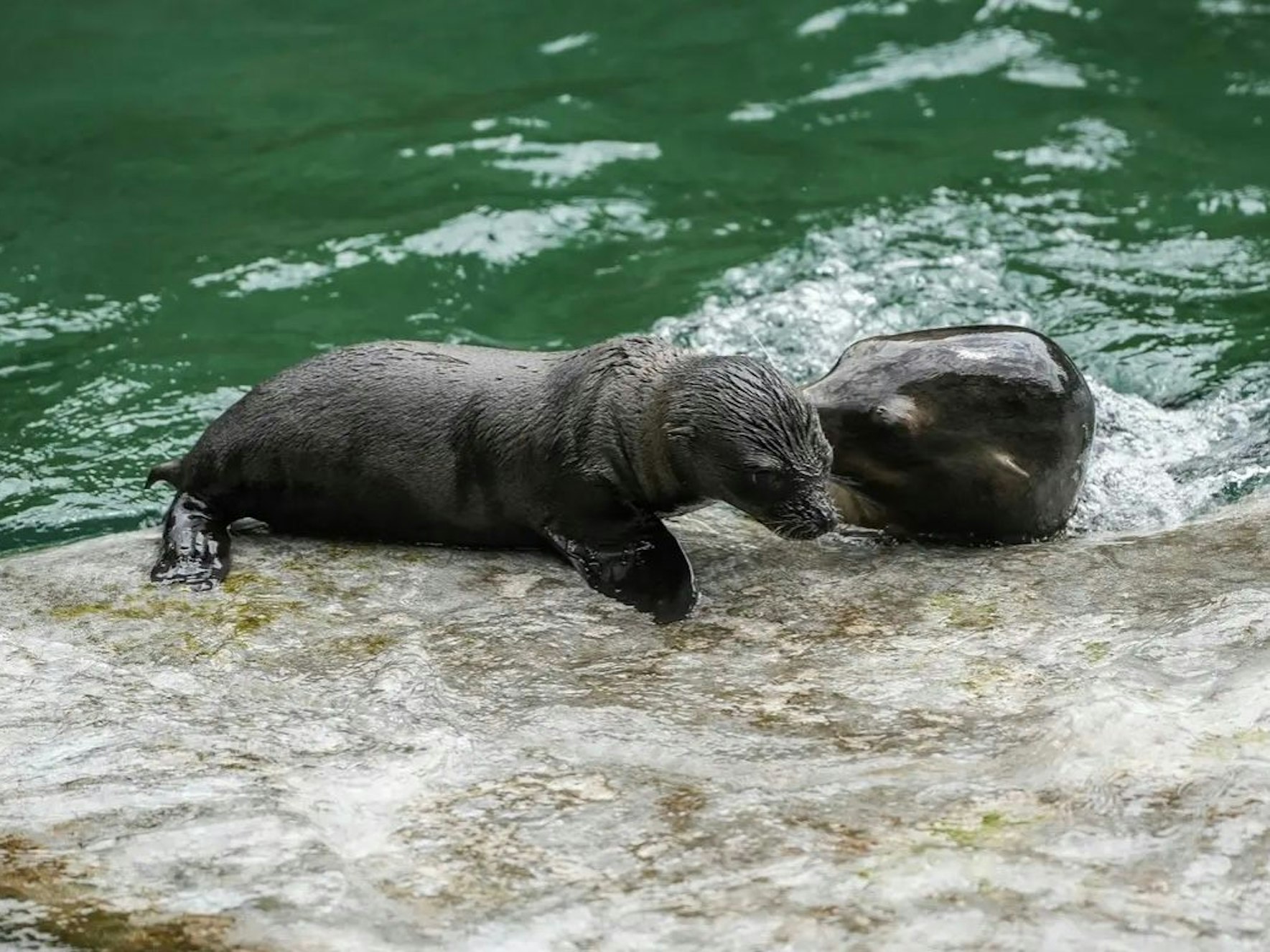 Seelöwenbaby im Gehege des Kölner Zoos