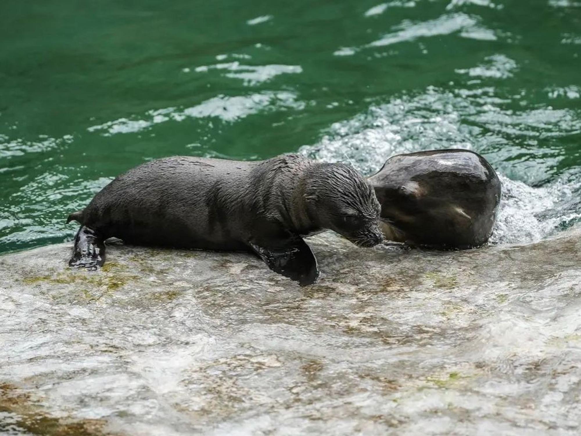 Seelöwenbaby im Gehege des Kölner Zoos