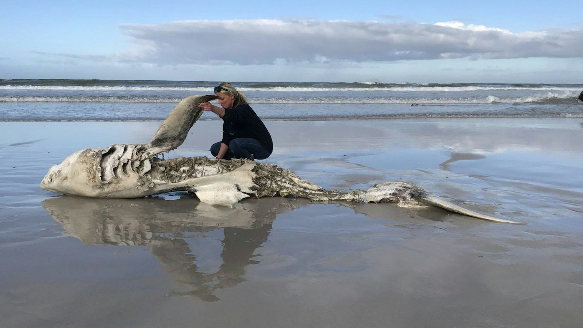 Eine Frau mit dem Kadaver eines Weißen Hais, der nach einem Orca-Angriff an die Küste gespült wurde.