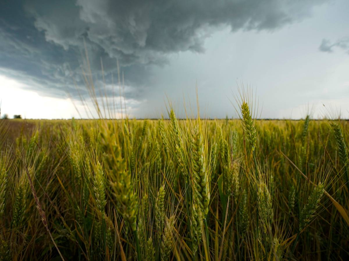 Ukraine: Wolken hängen über einem Weizenfeld in der Region Saporischschja. Unser Foto stammt vom 14. Juni 2022.