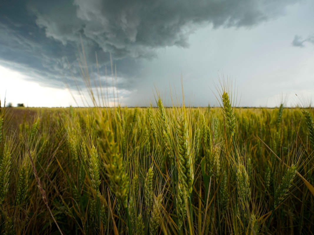Ukraine: Wolken hängen über einem Weizenfeld in der Region Saporischschja. Unser Foto stammt vom 14. Juni 2022.