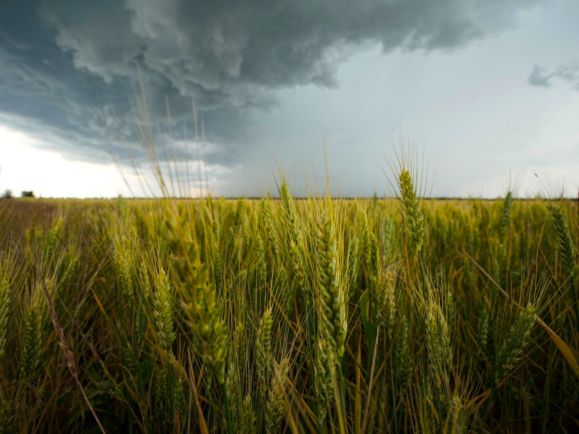 Ukraine: Wolken hängen über einem Weizenfeld in der Region Saporischschja. Unser Foto stammt vom 14. Juni 2022.