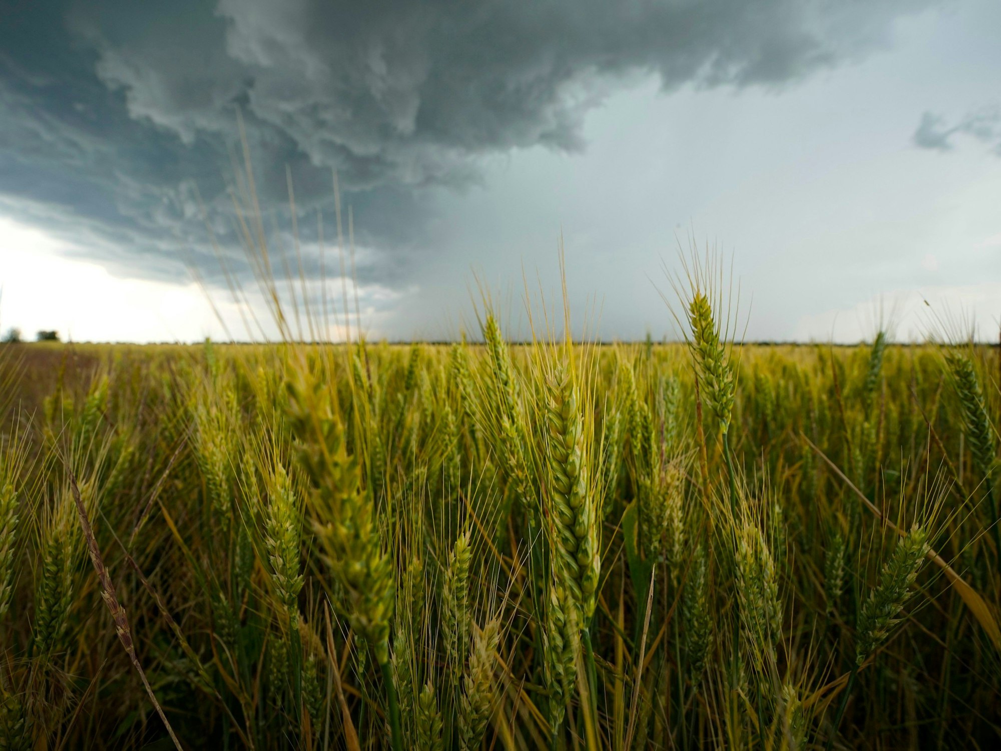 Ukraine: Wolken hängen über einem Weizenfeld in der Region Saporischschja. Unser Foto stammt vom 14. Juni 2022.