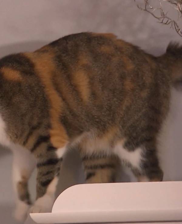 Hauskatze Luna gehört „Das perfekte Dinner“-Kandidatin Theresa. Sie ist Gastgeberin am zweiten Tag in Ausgburg (TV-Ausstrahlung 5. Juli 2022).