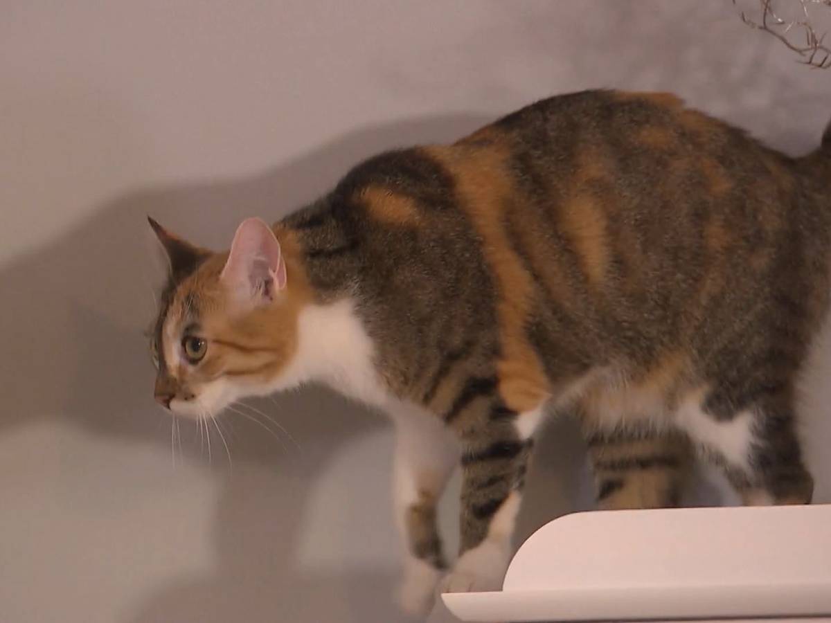 Hauskatze Luna gehört „Das perfekte Dinner“-Kandidatin Theresa. Sie ist Gastgeberin am zweiten Tag in Ausgburg (TV-Ausstrahlung 5. Juli 2022).
