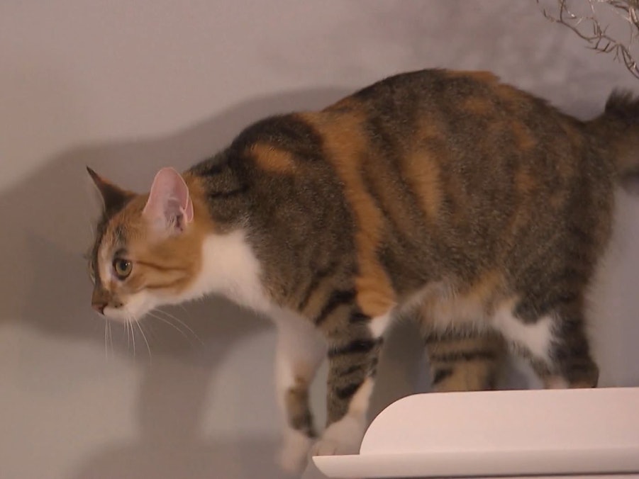 Hauskatze Luna gehört „Das perfekte Dinner“-Kandidatin Theresa. Sie ist Gastgeberin am zweiten Tag in Ausgburg (TV-Ausstrahlung 5. Juli 2022).