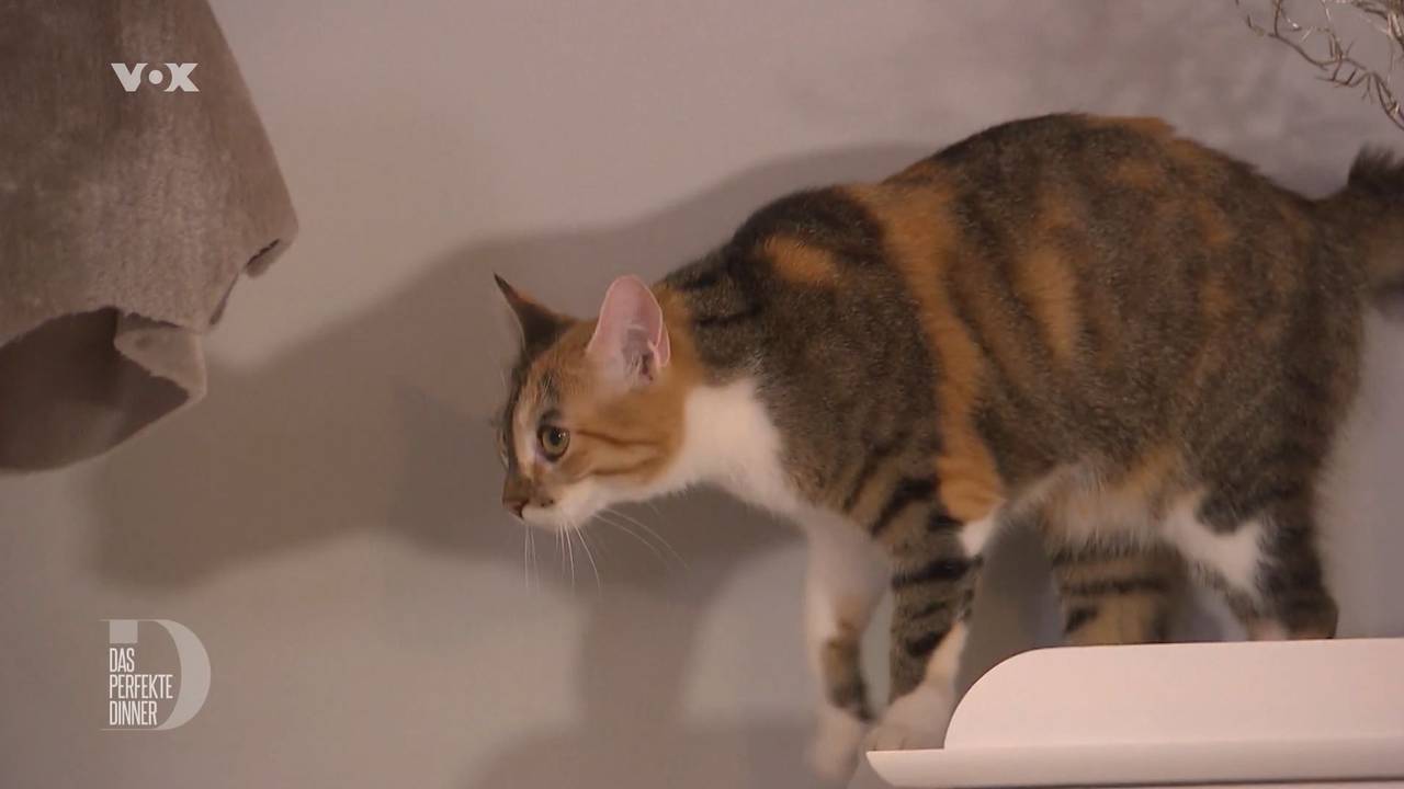 Hauskatze Luna gehört „Das perfekte Dinner“-Kandidatin Theresa. Sie ist Gastgeberin am zweiten Tag in Ausgburg (TV-Ausstrahlung 5. Juli 2022).