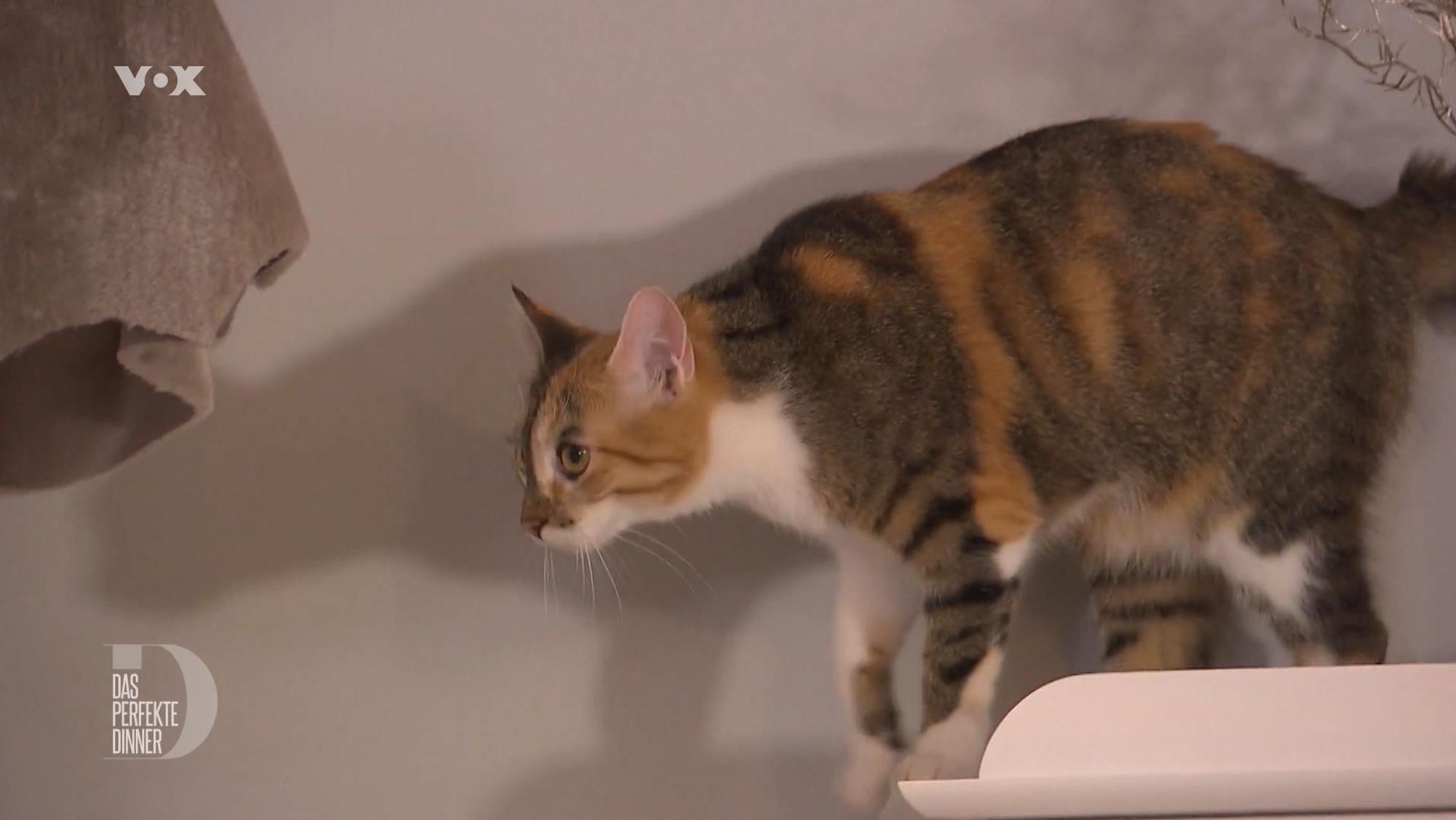 Hauskatze Luna gehört „Das perfekte Dinner“-Kandidatin Theresa. Sie ist Gastgeberin am zweiten Tag in Ausgburg (TV-Ausstrahlung 5. Juli 2022).
