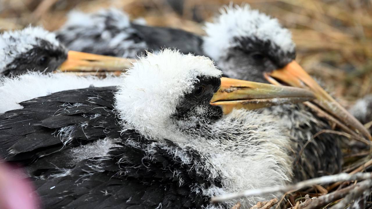 Schwarzstorch-Küken im Kölner Zoo