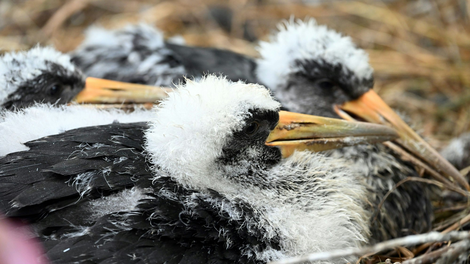 Schwarzstorch-Küken im Kölner Zoo