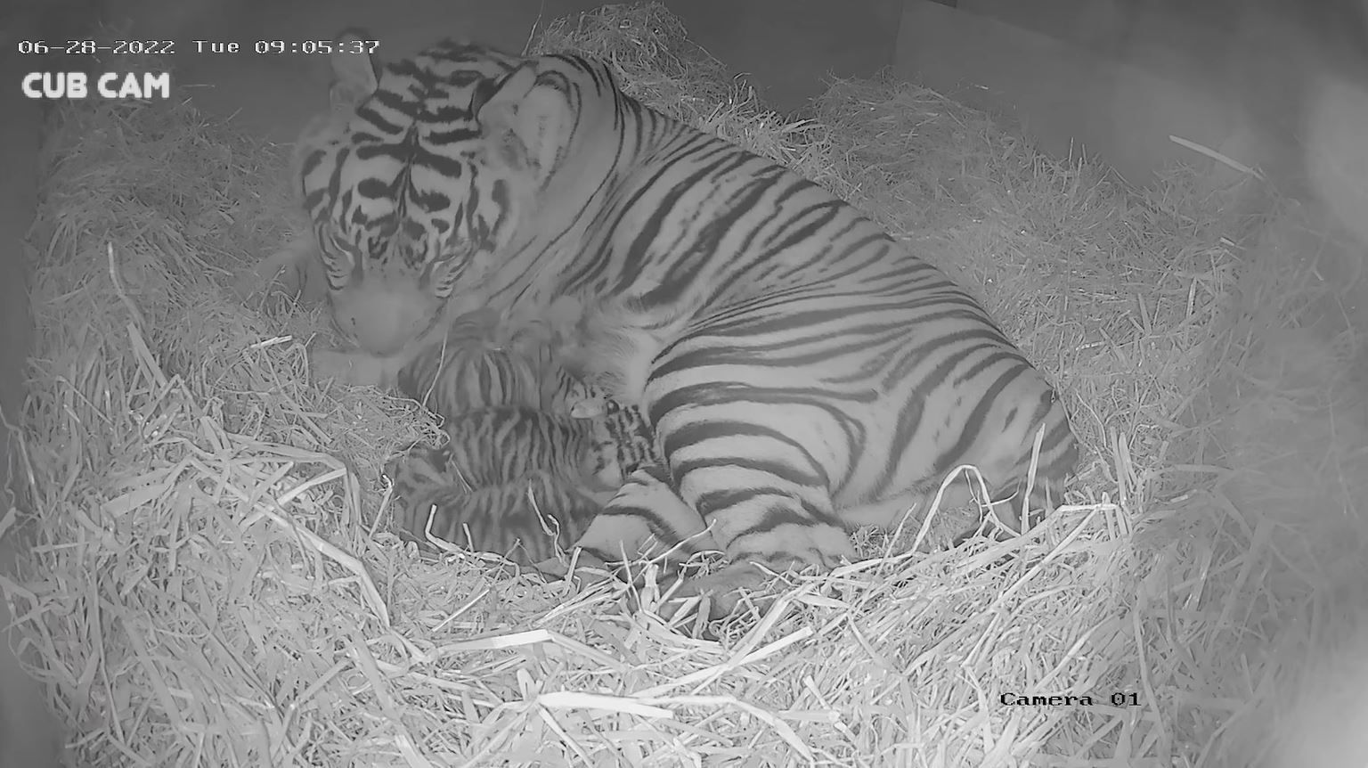Das Foto ist ein Screenshot eines Videos, das der Londoner Zoo auf seiner Facebookseite teilte. Darauf sieht man Sumatra-Tiger-Dame Gaysha mit ihrem Nachwuchs, drei Jungen.