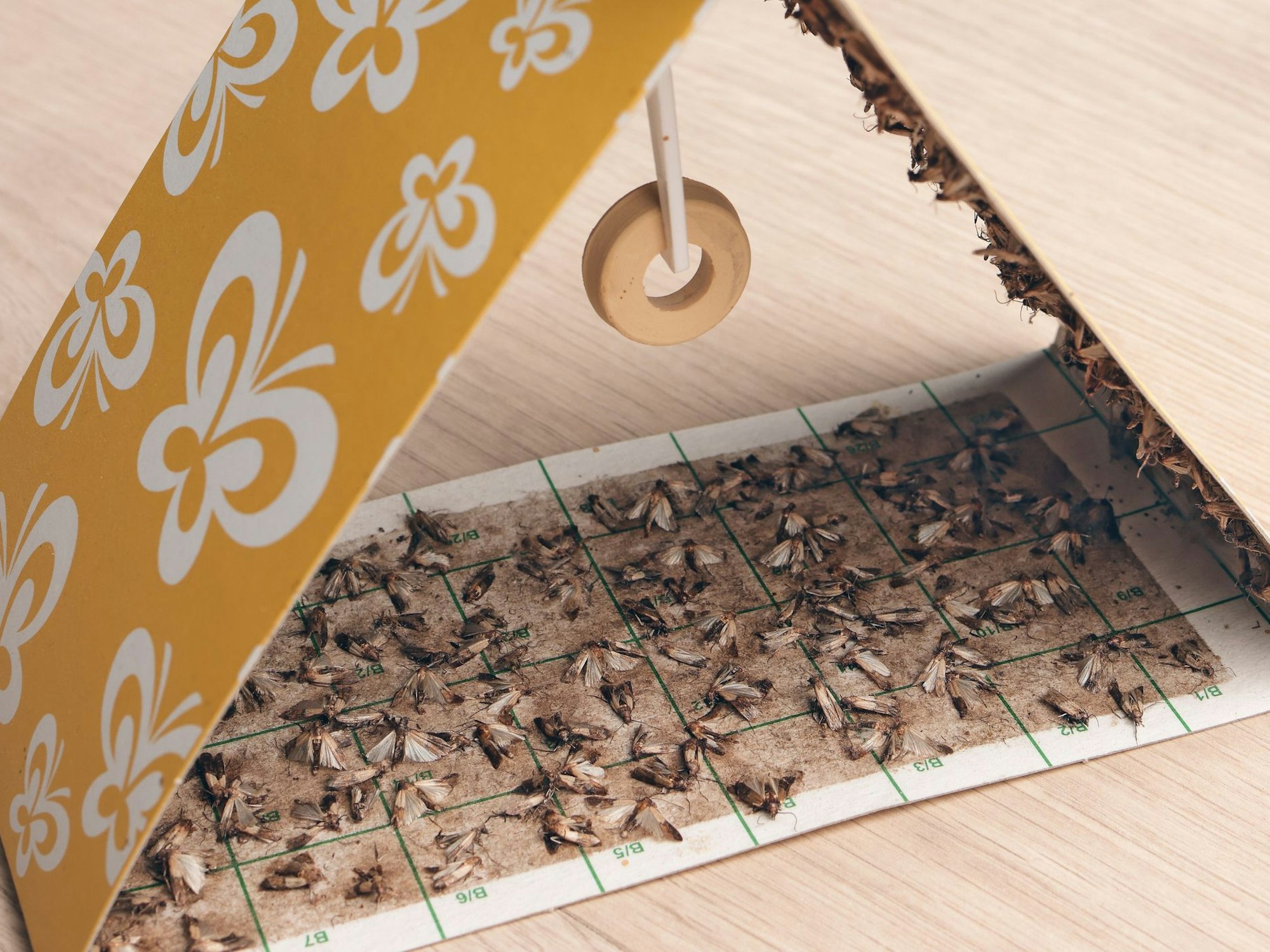 Lebensmittelmotten bleiben in der Falle kleben und sterben schließlich.