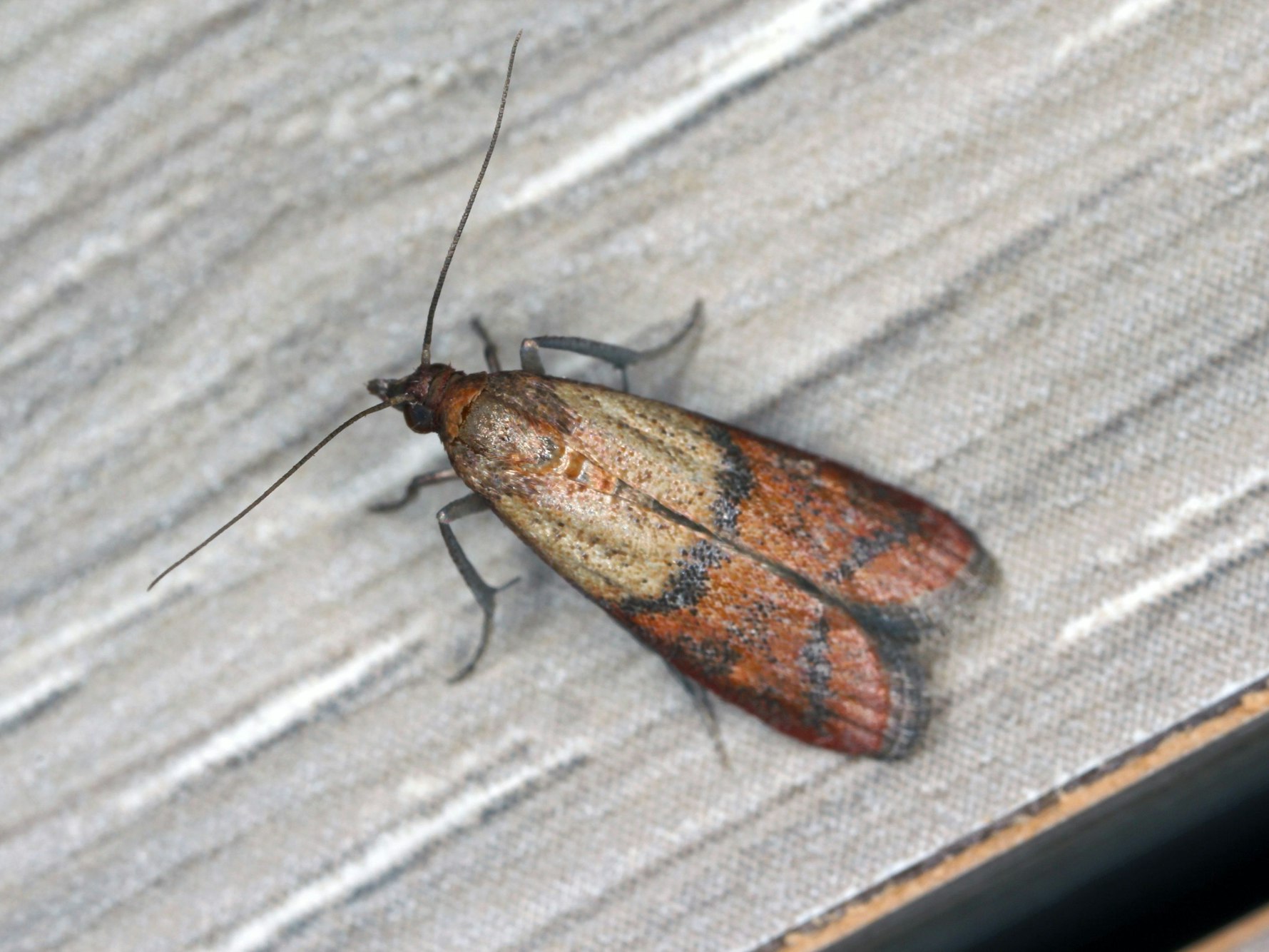 Die Dörrobstmotte ist an ihren gelblichen bis rötlichen Flügeln erkennbar.