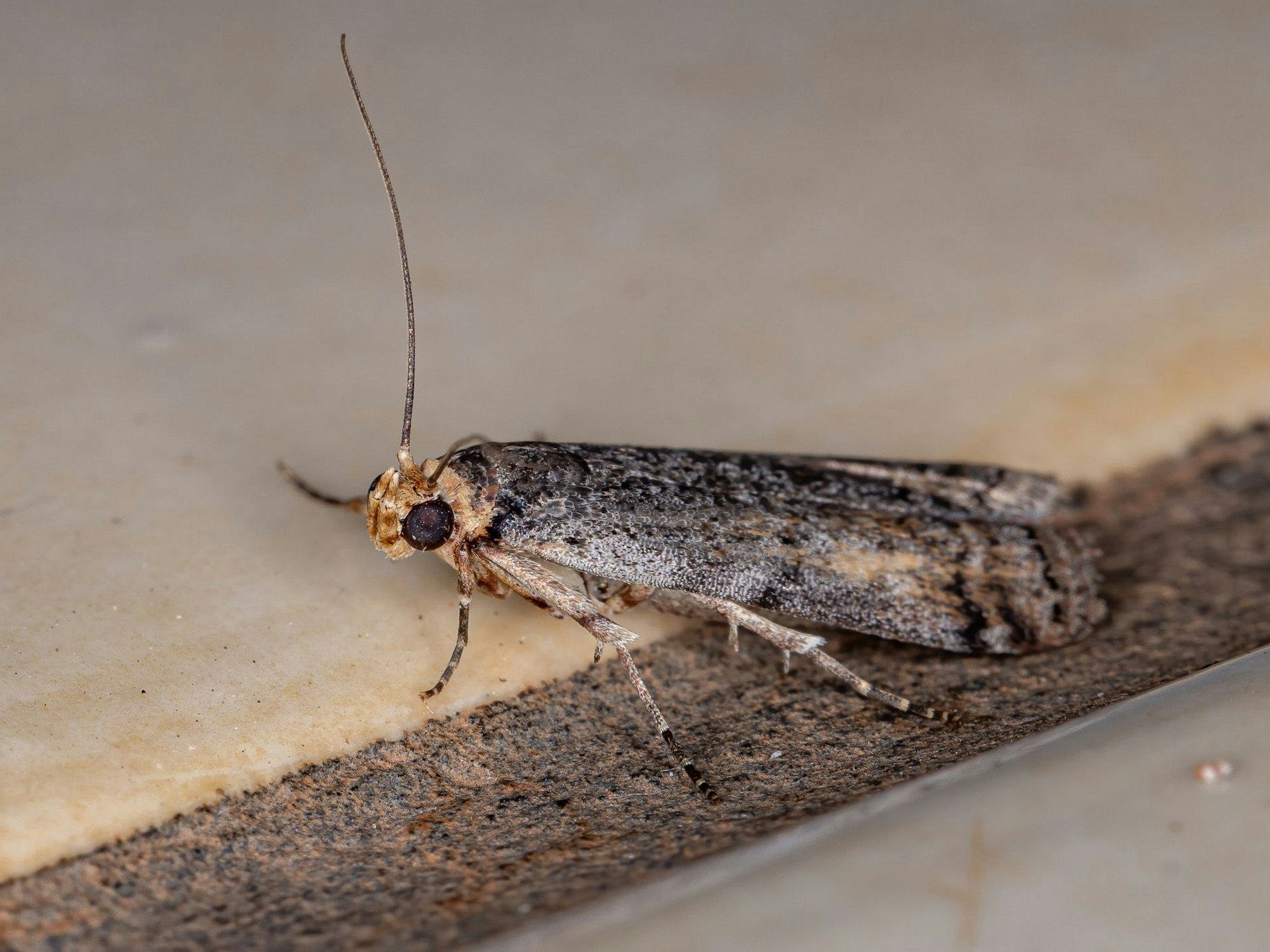 Die Mehlmotte befällt Mehl und Getreideprodukte.