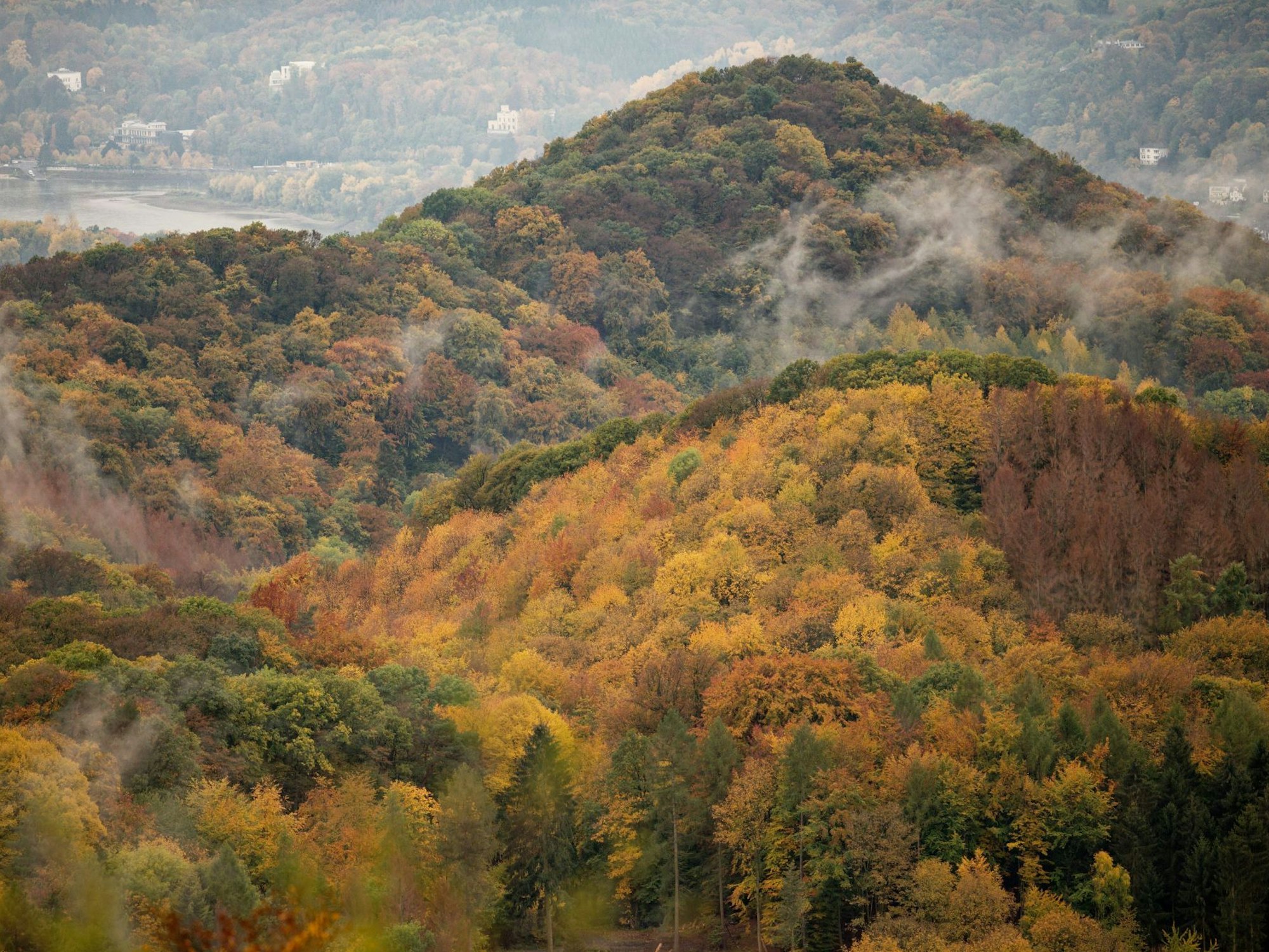 Nebel steigt aus den herbstlichen Wäldern des Siebengebirge am Rhein.